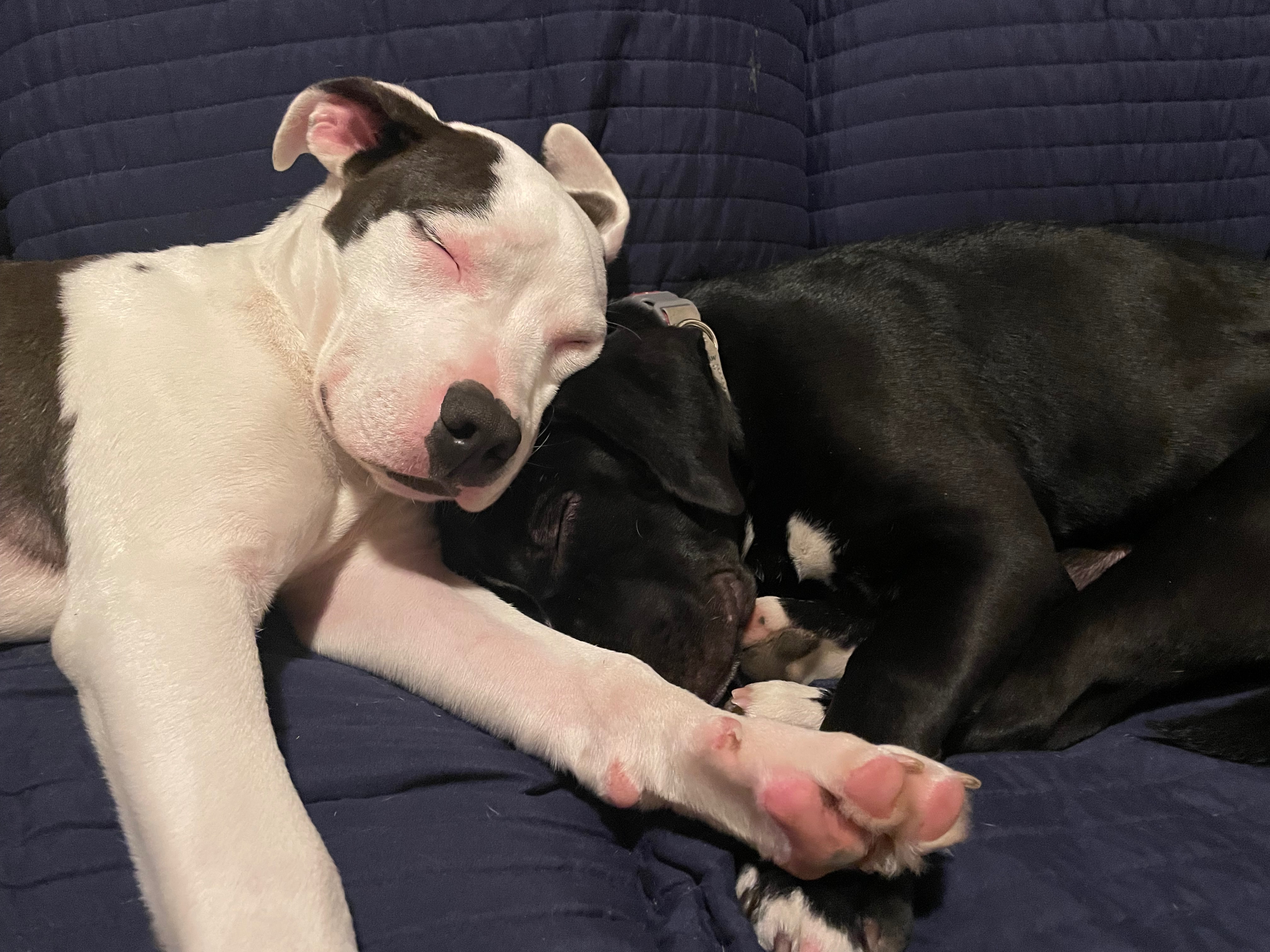 Help Rosie and Her Puppies Thrive campaign photo, 2 of 8