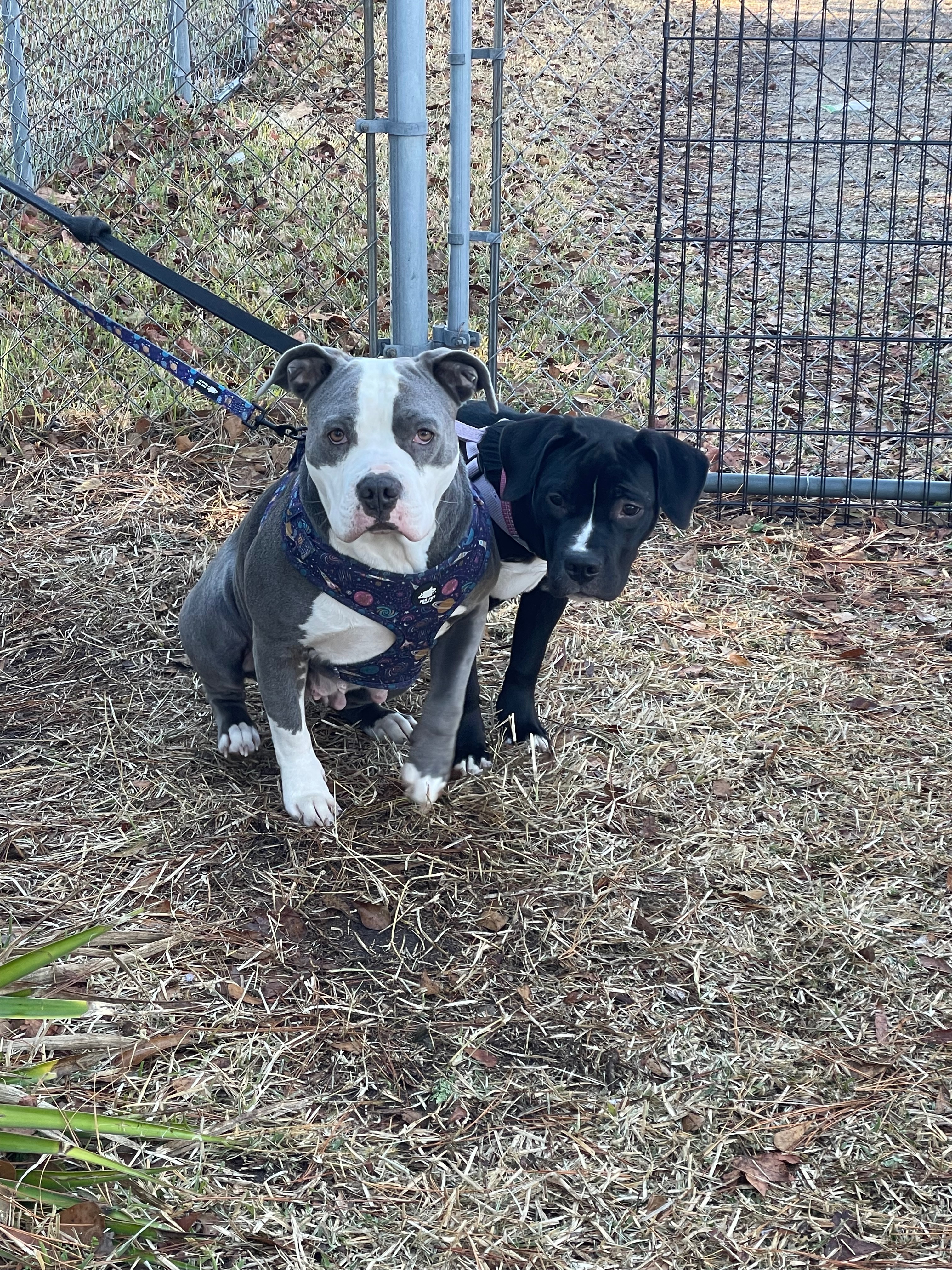 Help Rosie and Her Puppies Thrive campaign photo, 4 of 8