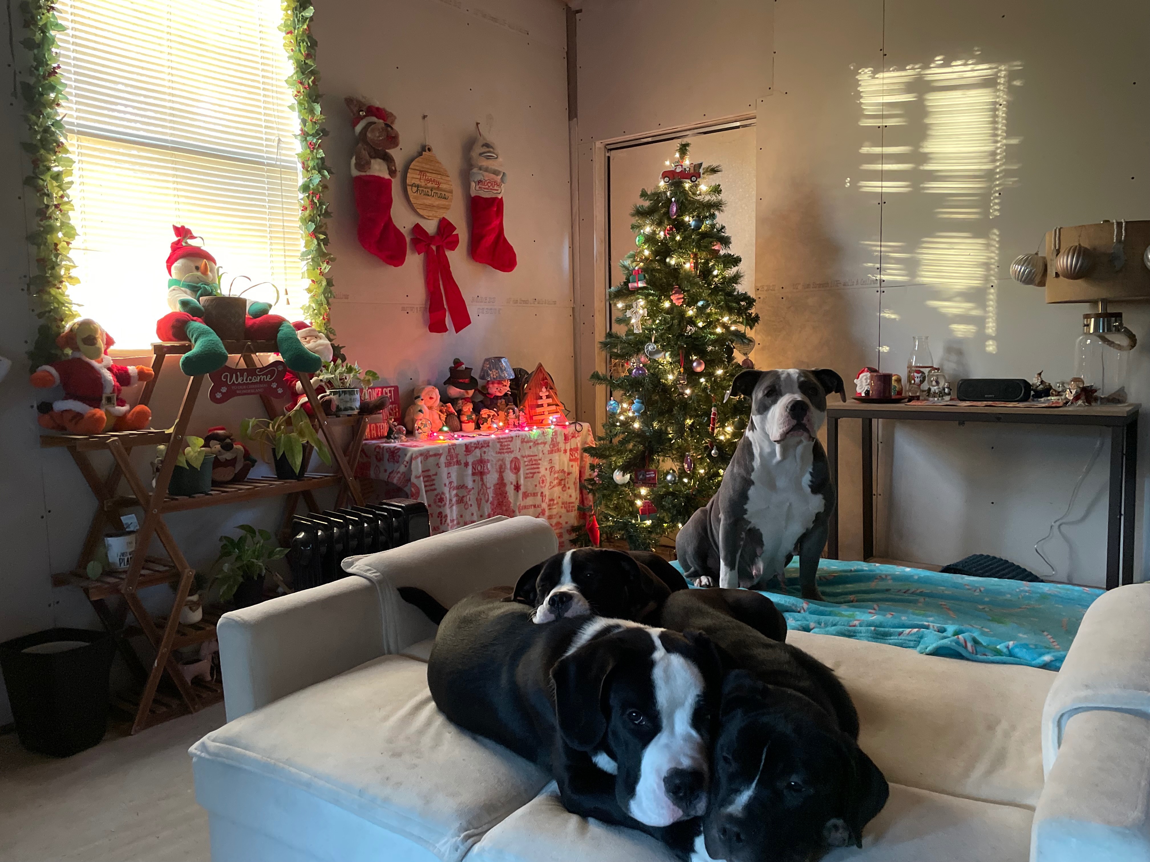 Help Rosie and Her Puppies Thrive campaign photo, 5 of 8