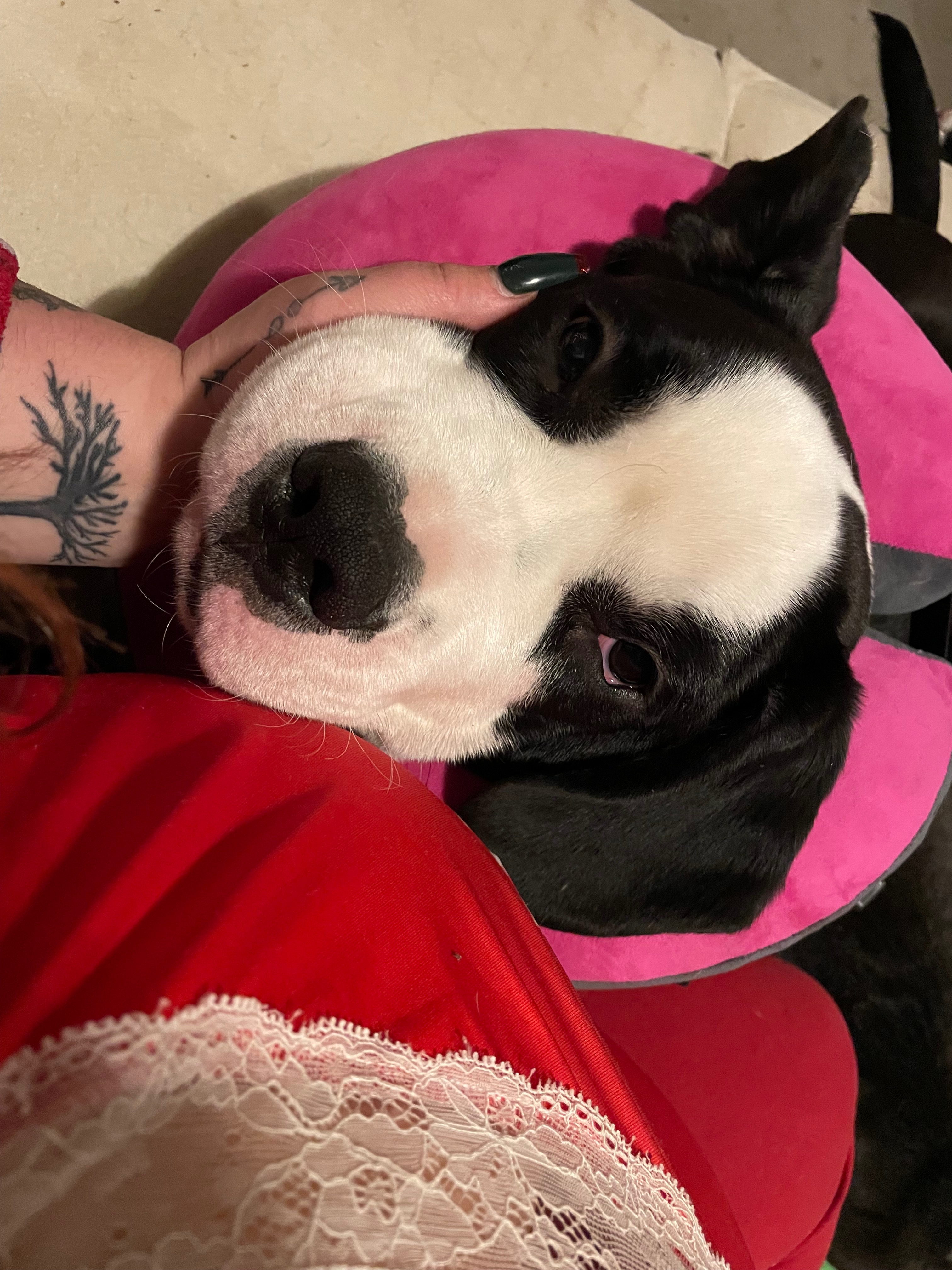Help Rosie and Her Puppies Thrive campaign photo, 6 of 8