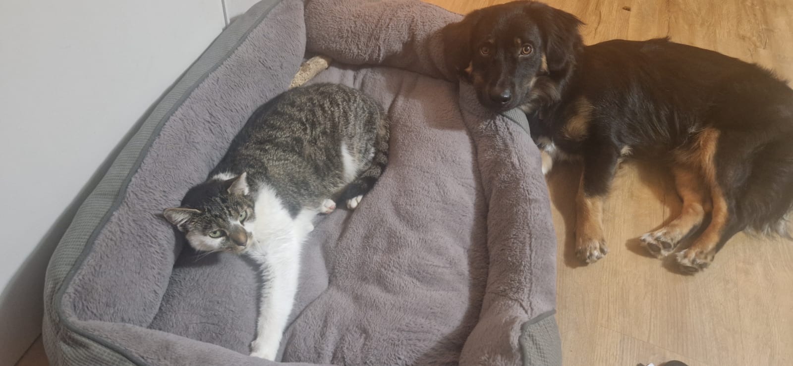 medizinisch notwendige OP unserer Katze Buffy campaign photo, 2 of 8