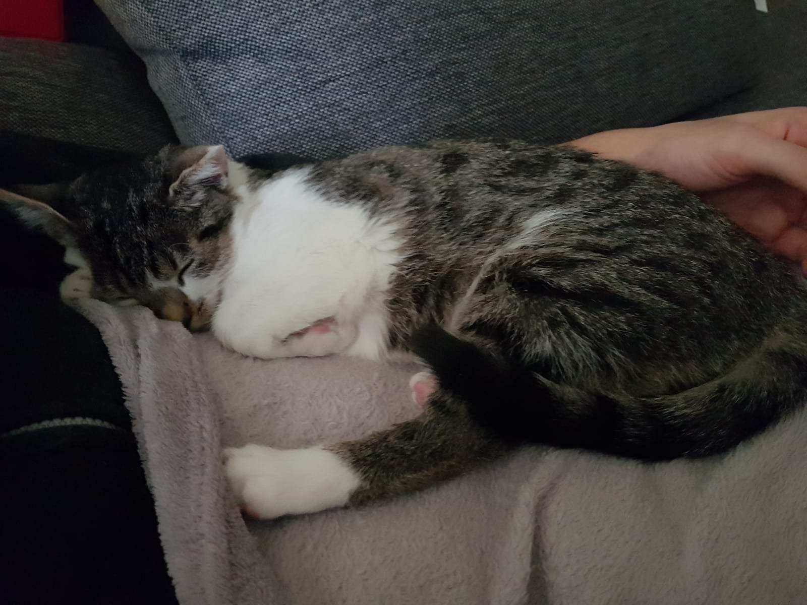 medizinisch notwendige OP unserer Katze Buffy campaign photo, 4 of 8