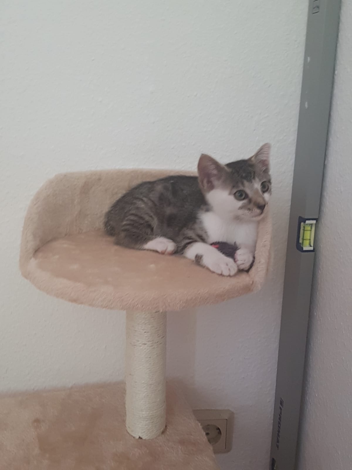 medizinisch notwendige OP unserer Katze Buffy campaign photo, 5 of 8