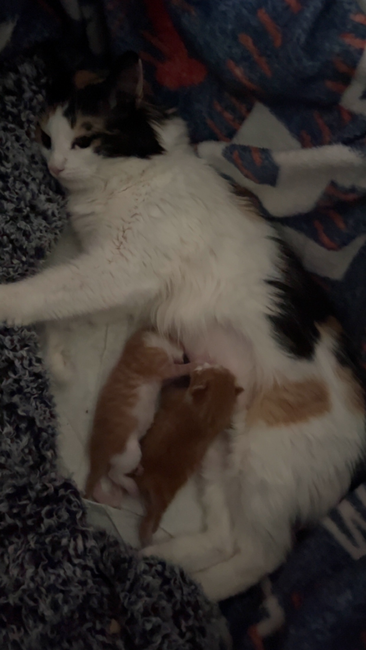 Please Help with Emergency Vet Bills campaign photo, 7 of 8