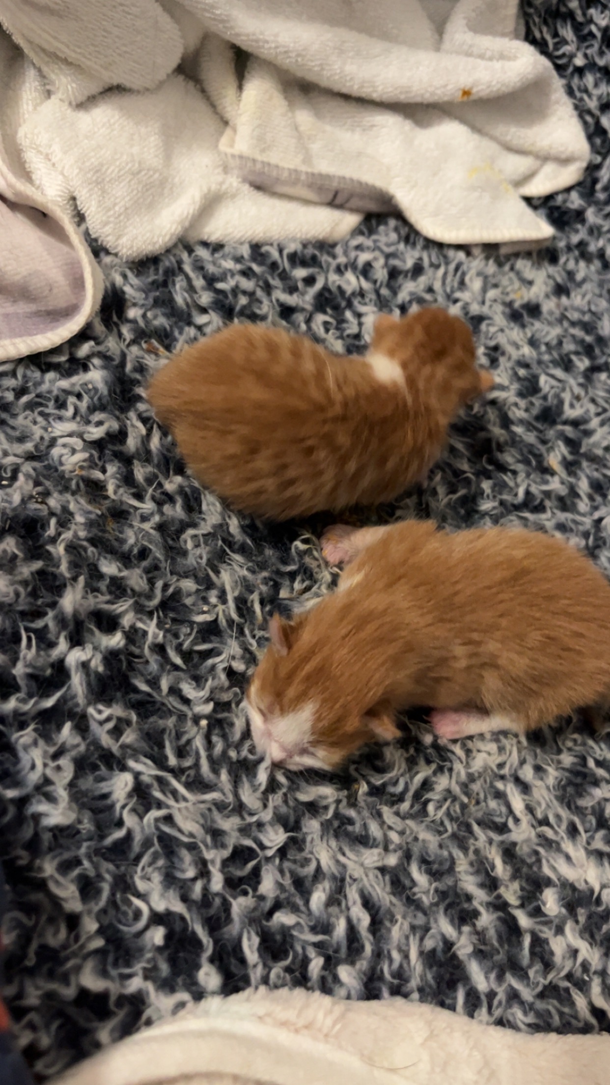 Please Help with Emergency Vet Bills campaign photo, 2 of 8