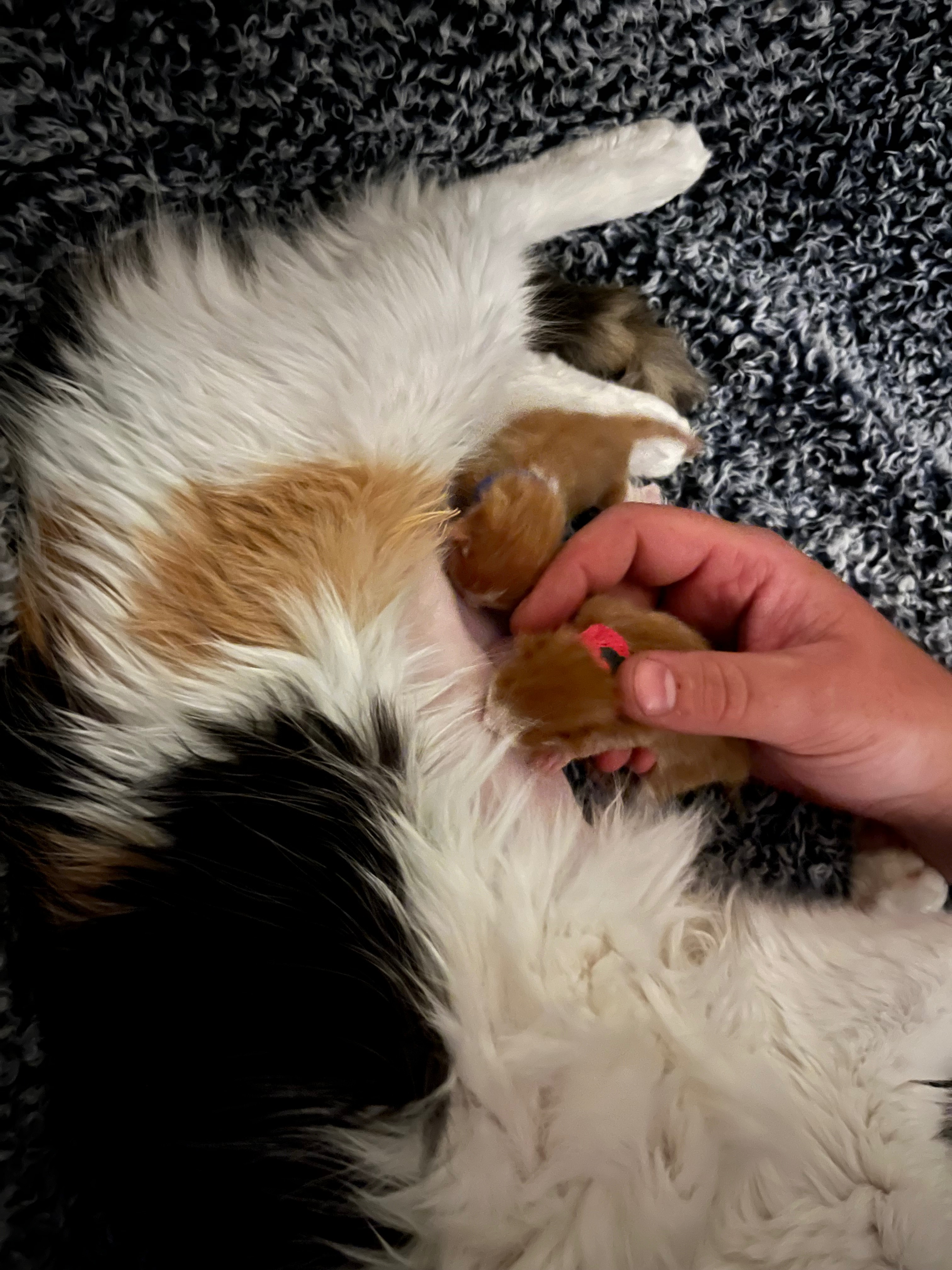 Please Help with Emergency Vet Bills campaign photo, 4 of 8