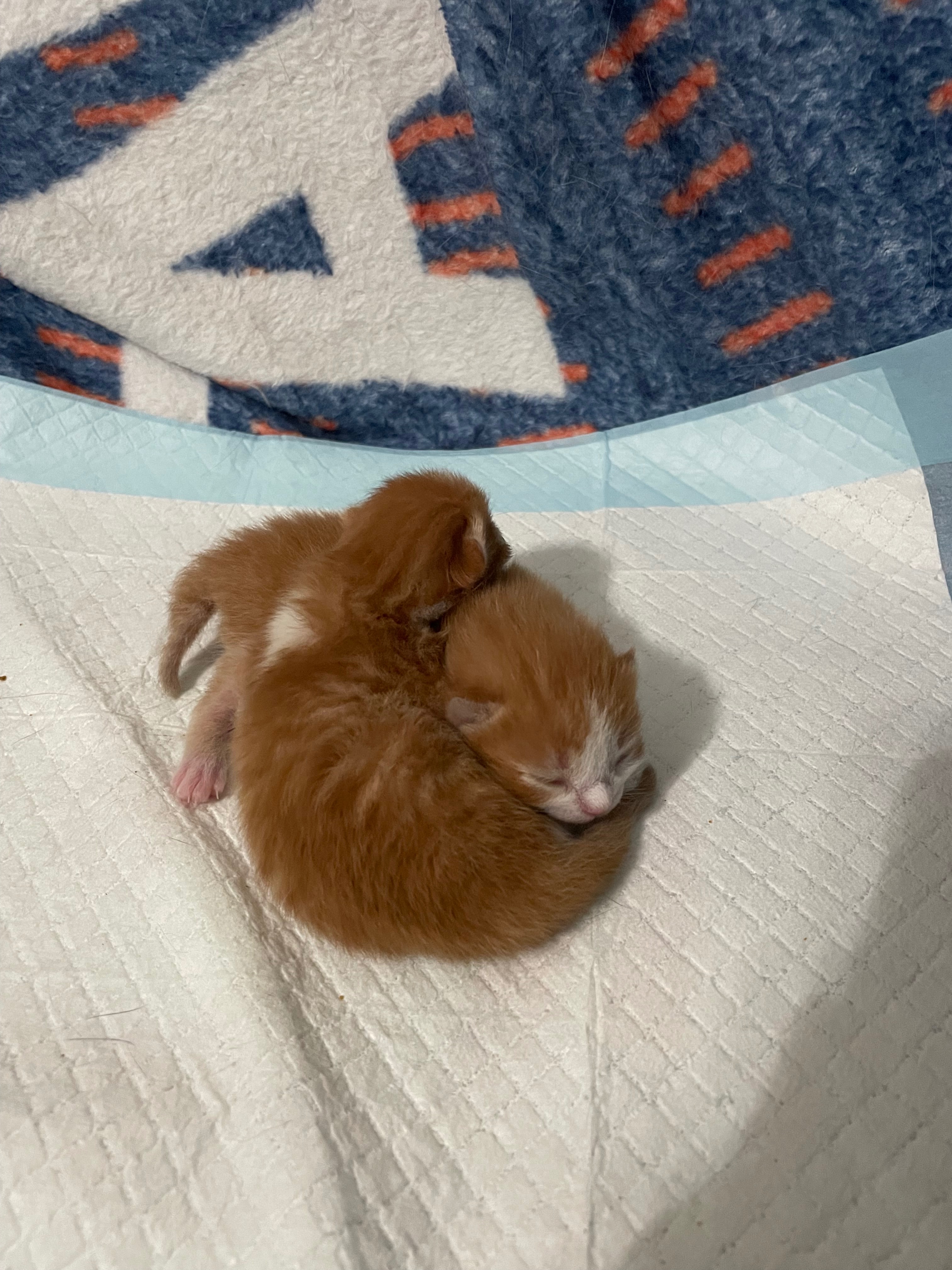 Please Help with Emergency Vet Bills campaign photo, 5 of 8