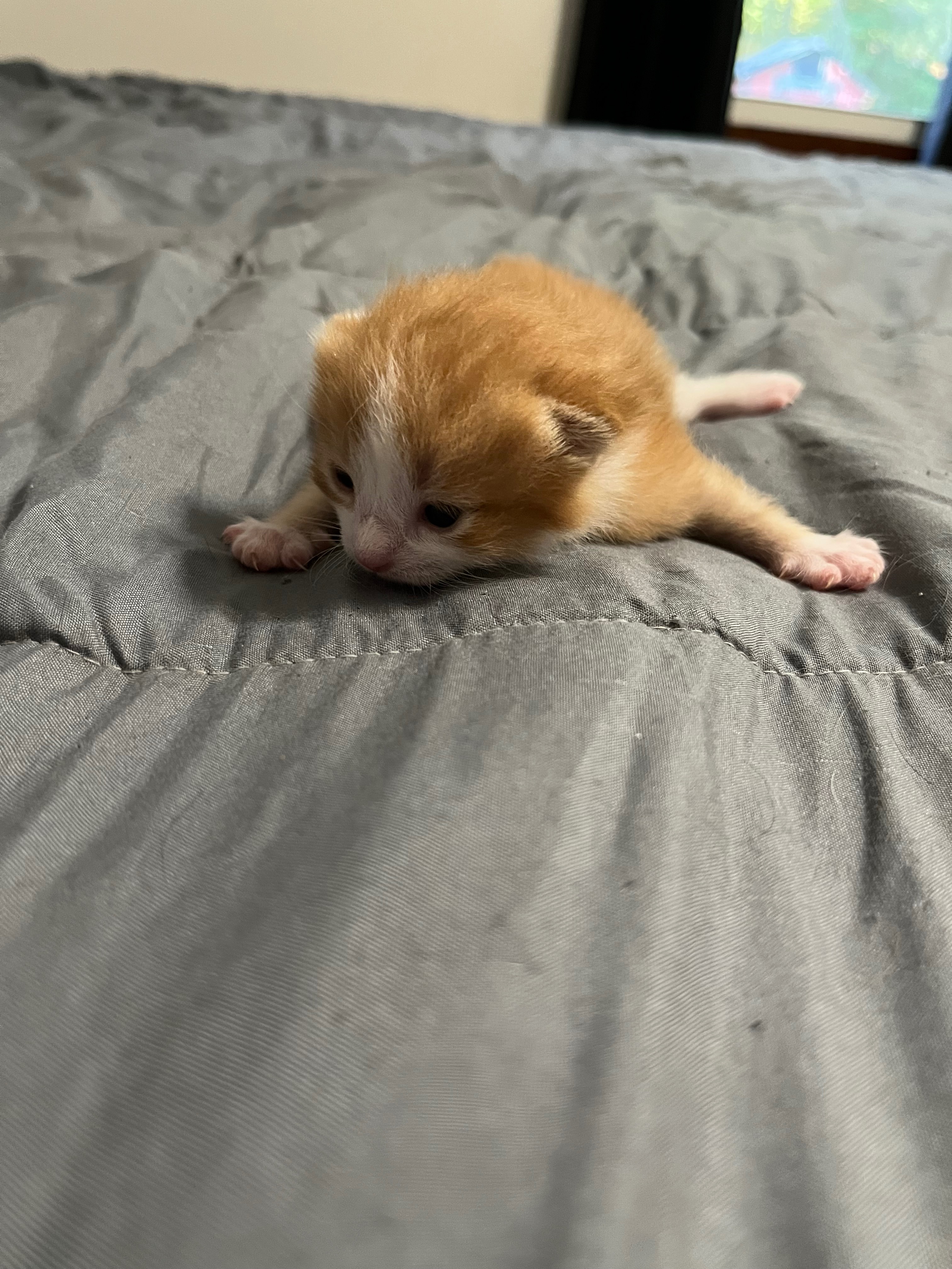 Please Help with Emergency Vet Bills campaign photo, 6 of 8