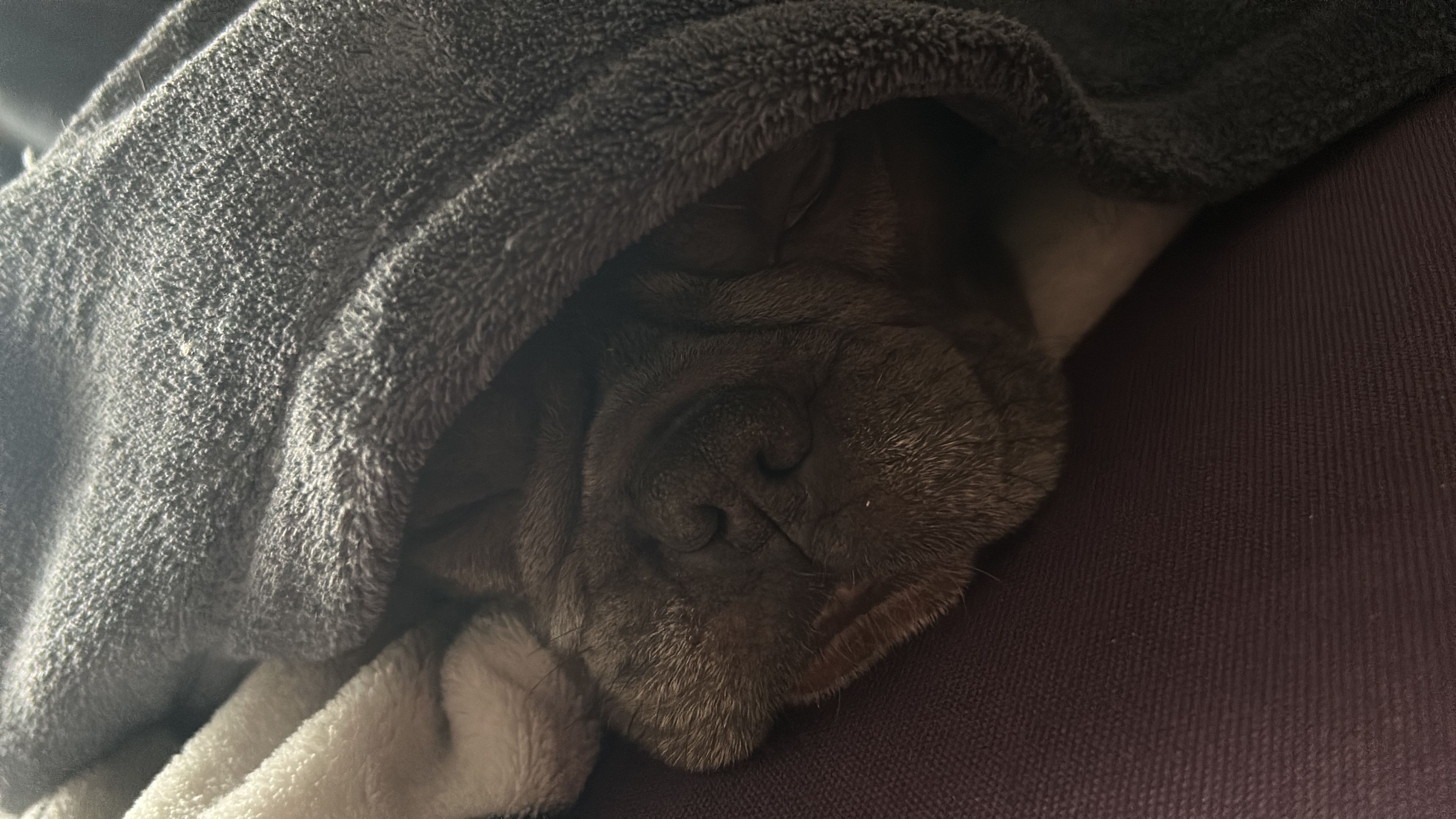 Bandscheibenvorfall op ( französisch Bulldogge) campaign photo, 2 of 7
