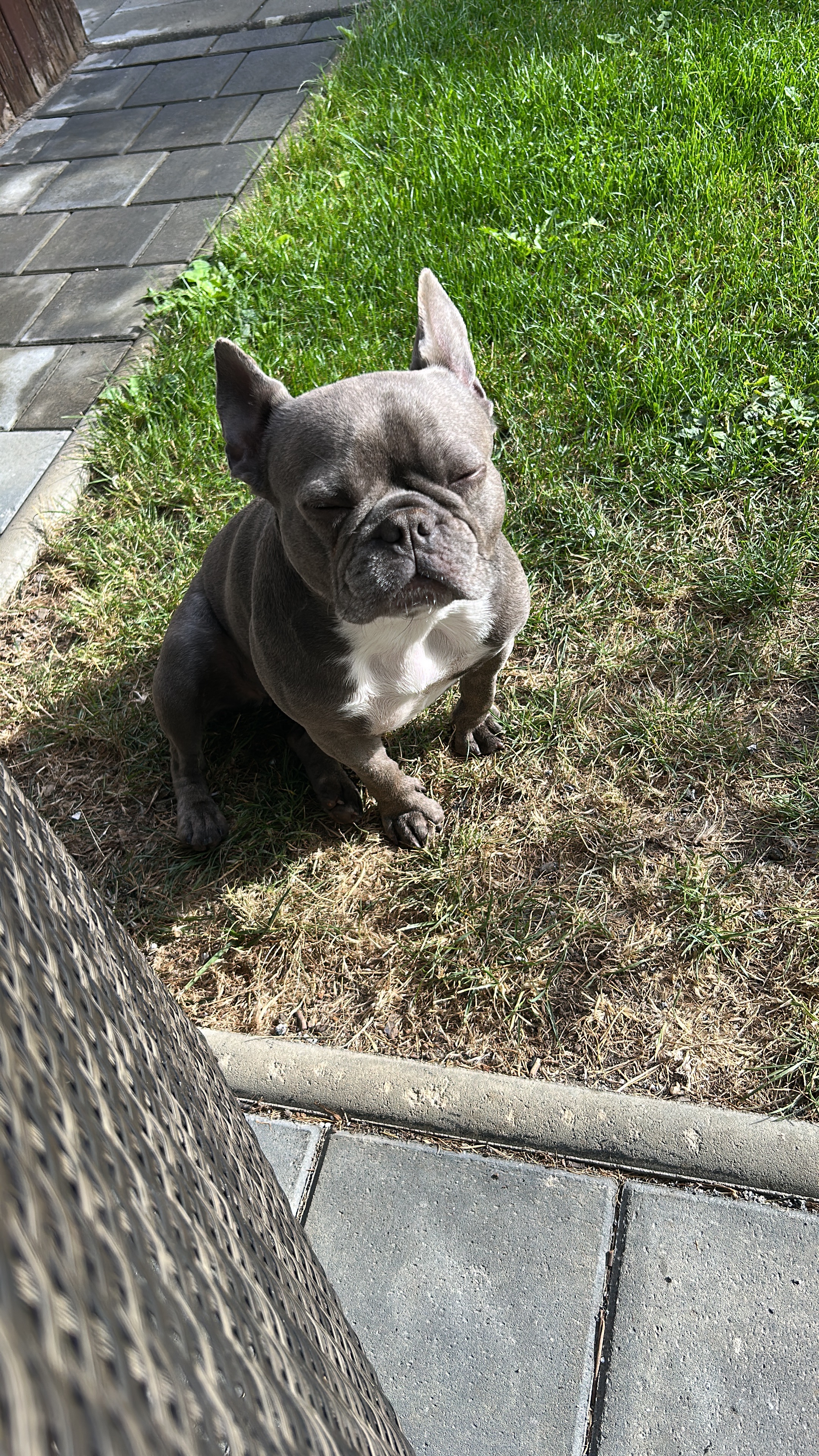 Bandscheibenvorfall op ( französisch Bulldogge) campaign photo, 4 of 7