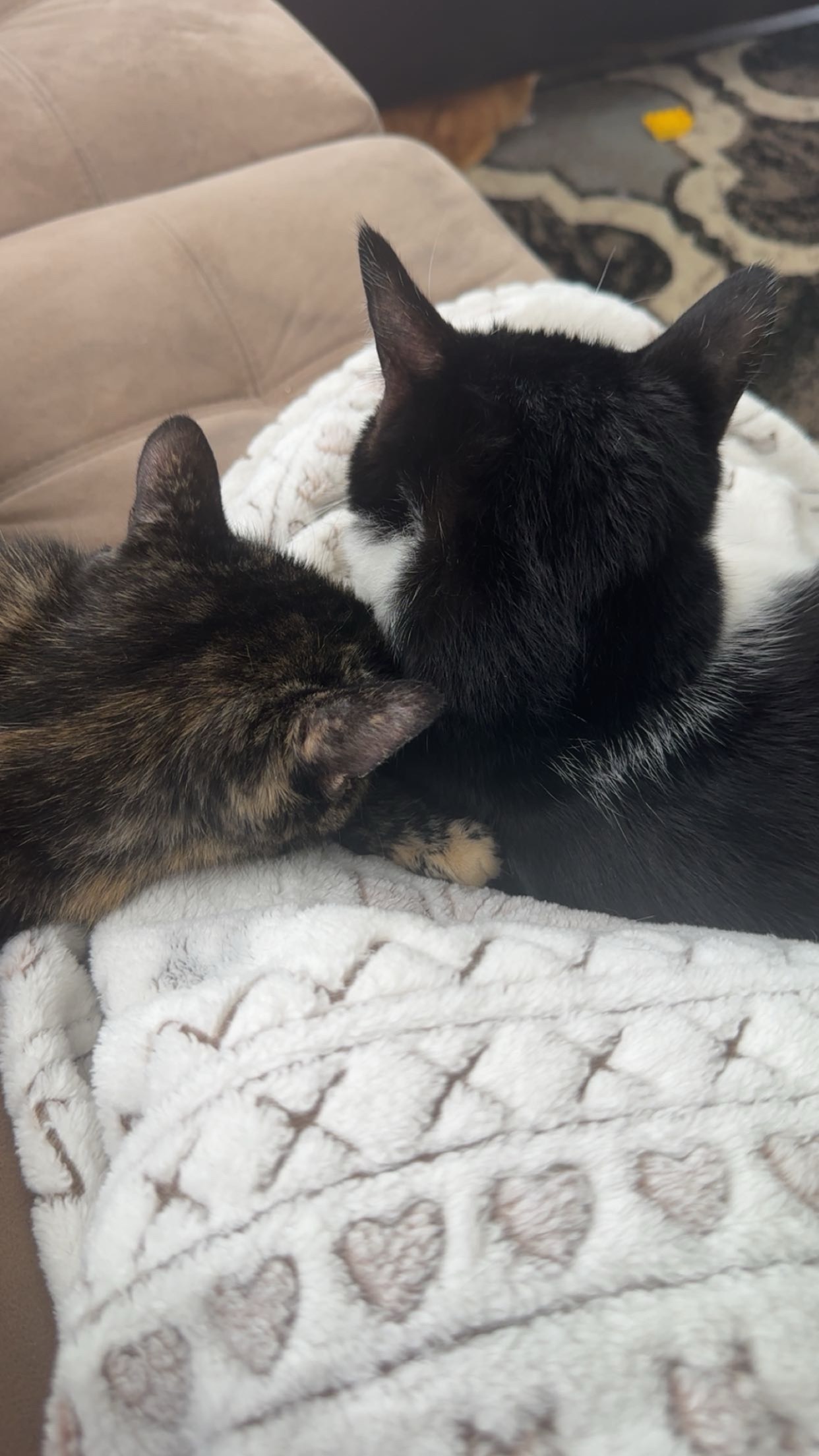 Help Callisto Get Urgent Vet Care campaign photo, 4 of 5