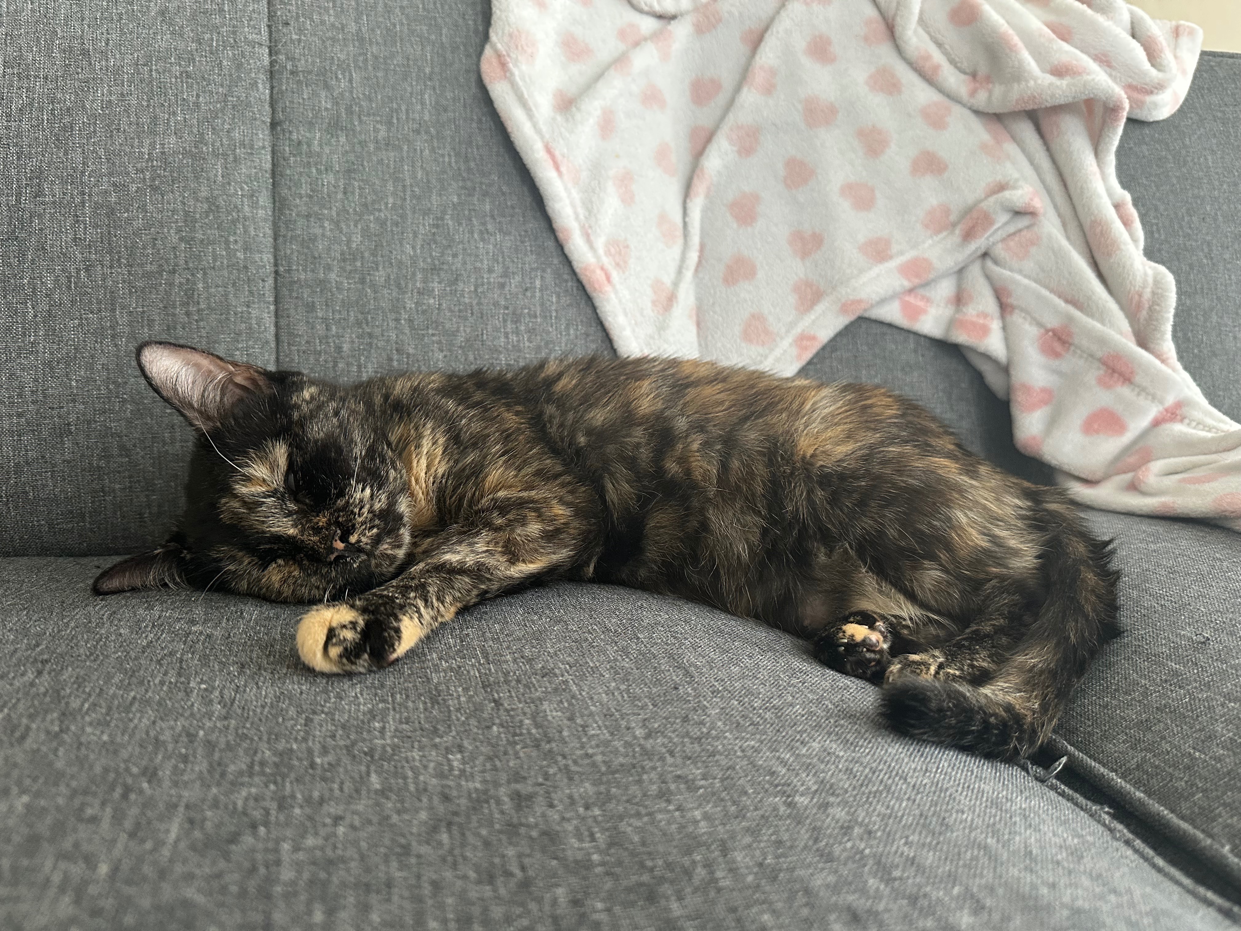 Help Callisto Get Urgent Vet Care campaign photo, 2 of 5
