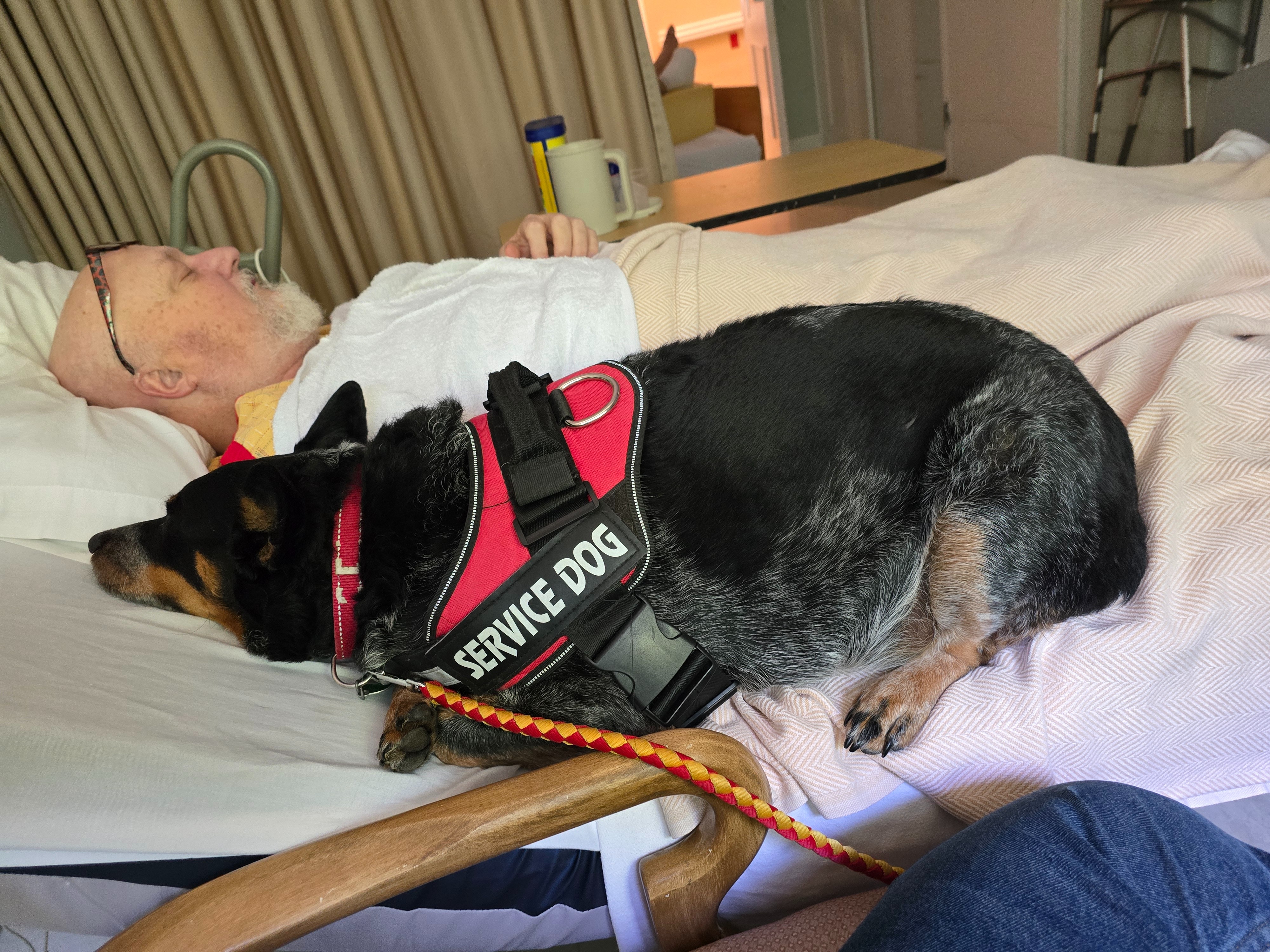 David-Halcyondaze urgently needs your help campaign photo, 5 of 8