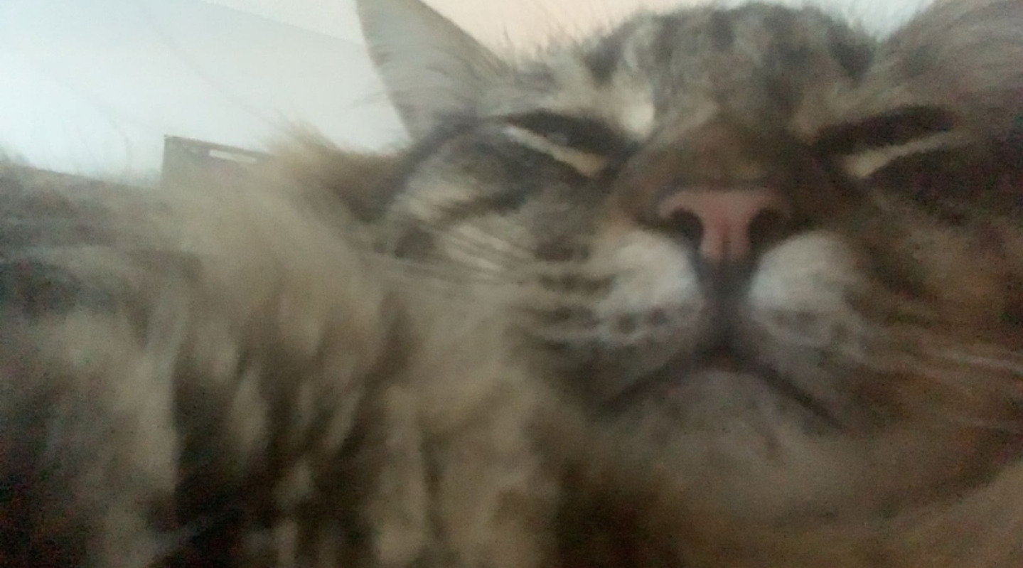 Help Boug get Lifesaving Surgery campaign photo, 7 of 8