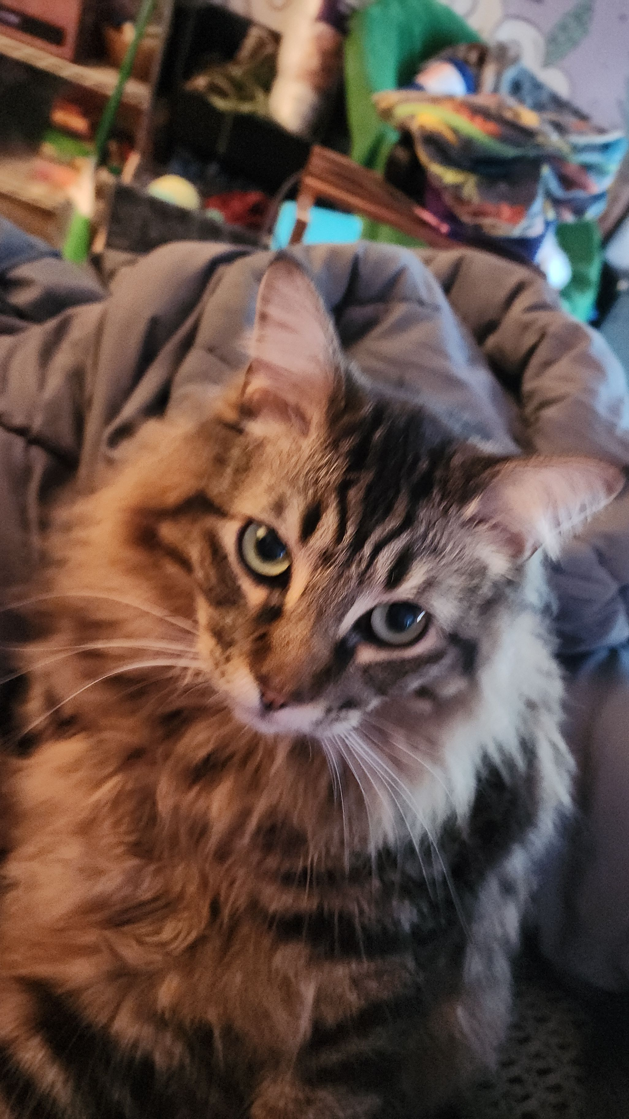 Help Boug get Lifesaving Surgery campaign photo, 6 of 8