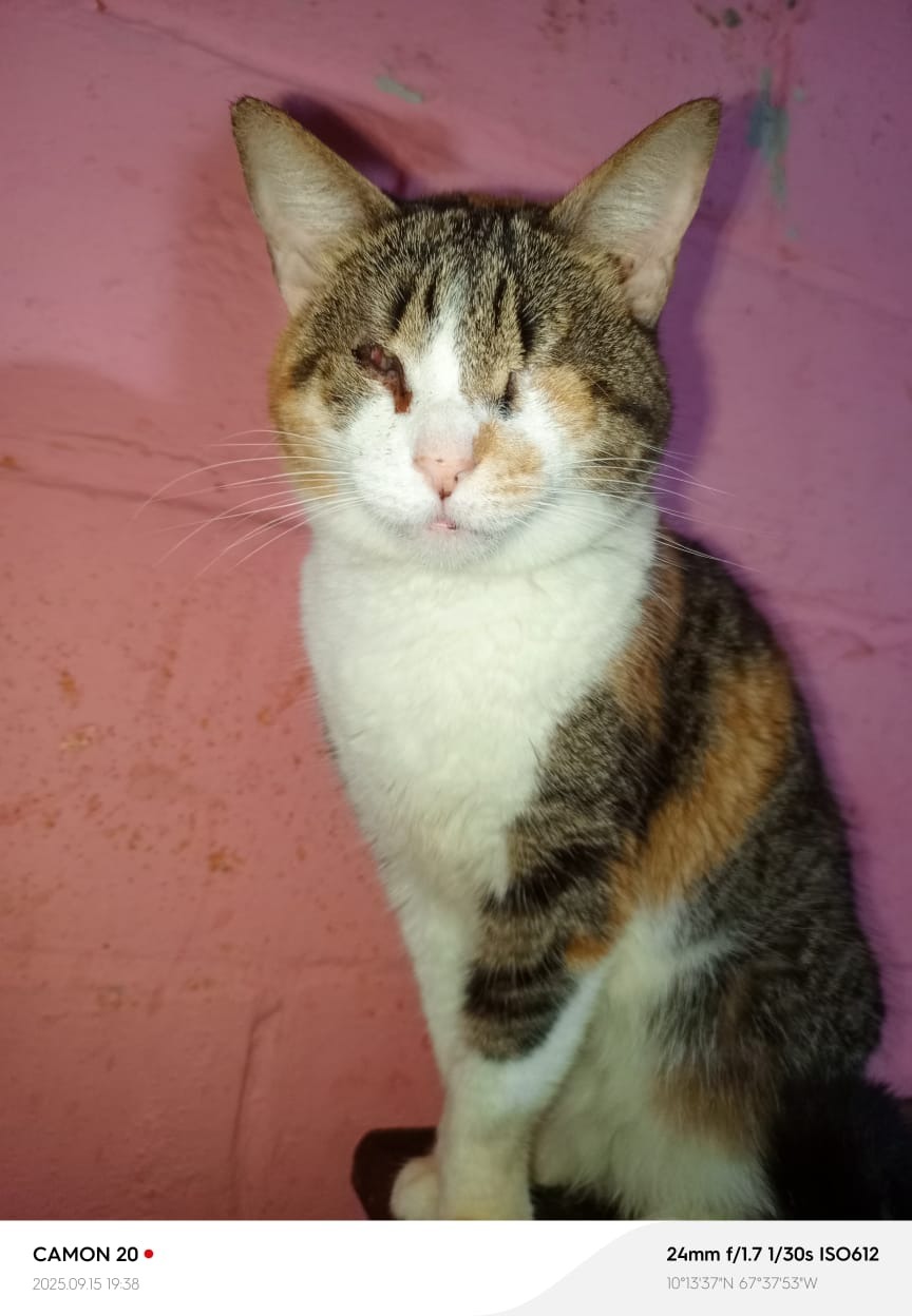 Save Nayrobys's Sanctuary: Help 110 Rescued Pets campaign photo, 7 of 8
