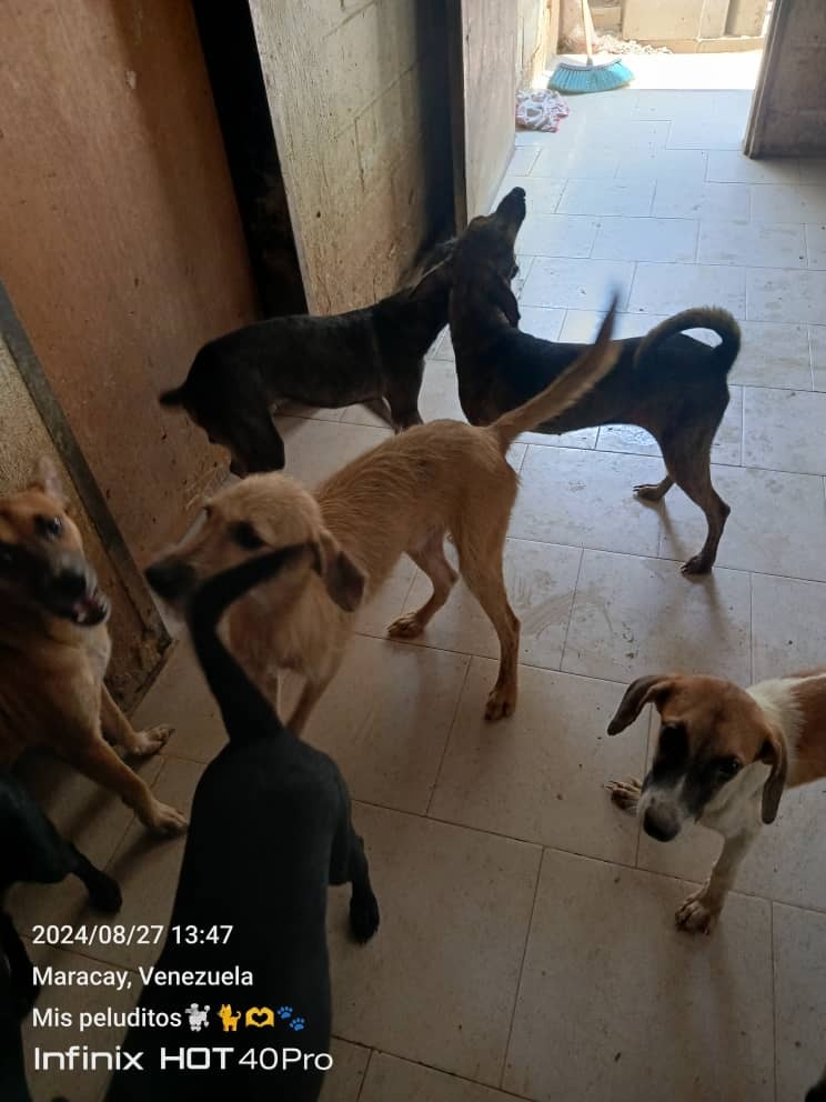 Save Nayrobys's Sanctuary: Help 110 Rescued Pets campaign photo, 6 of 8