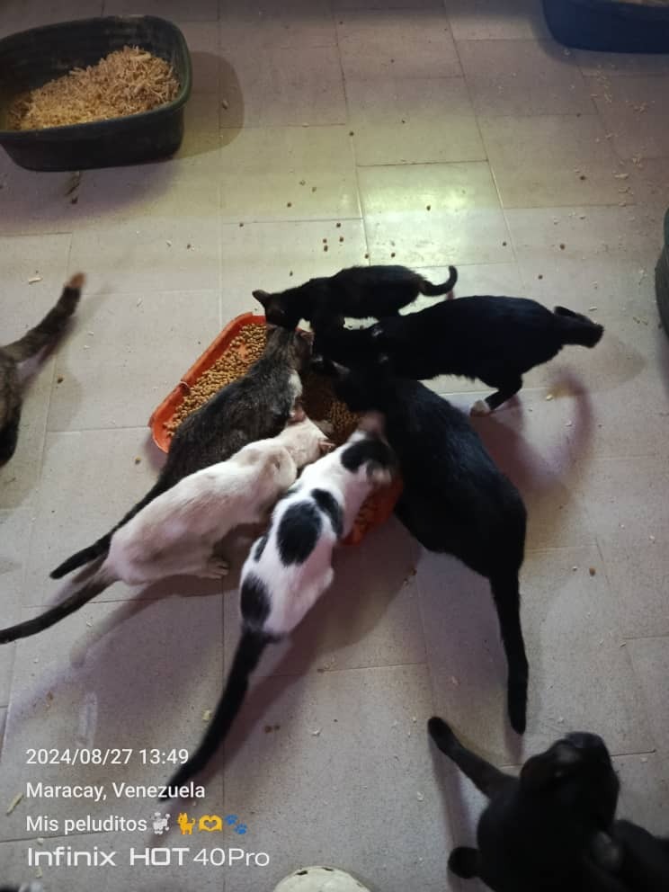 Save Nayrobys's Sanctuary: Help 110 Rescued Pets campaign photo, 4 of 8