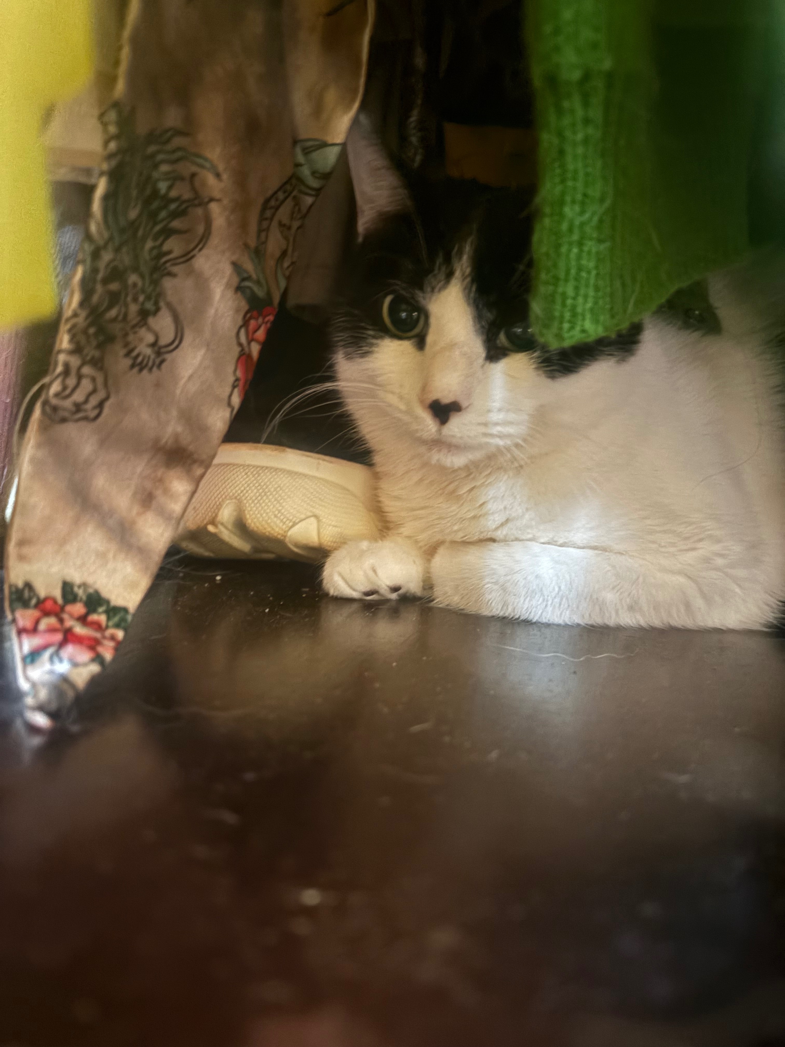 Mushi’s Veterinary Expenses campaign photo, 5 of 8