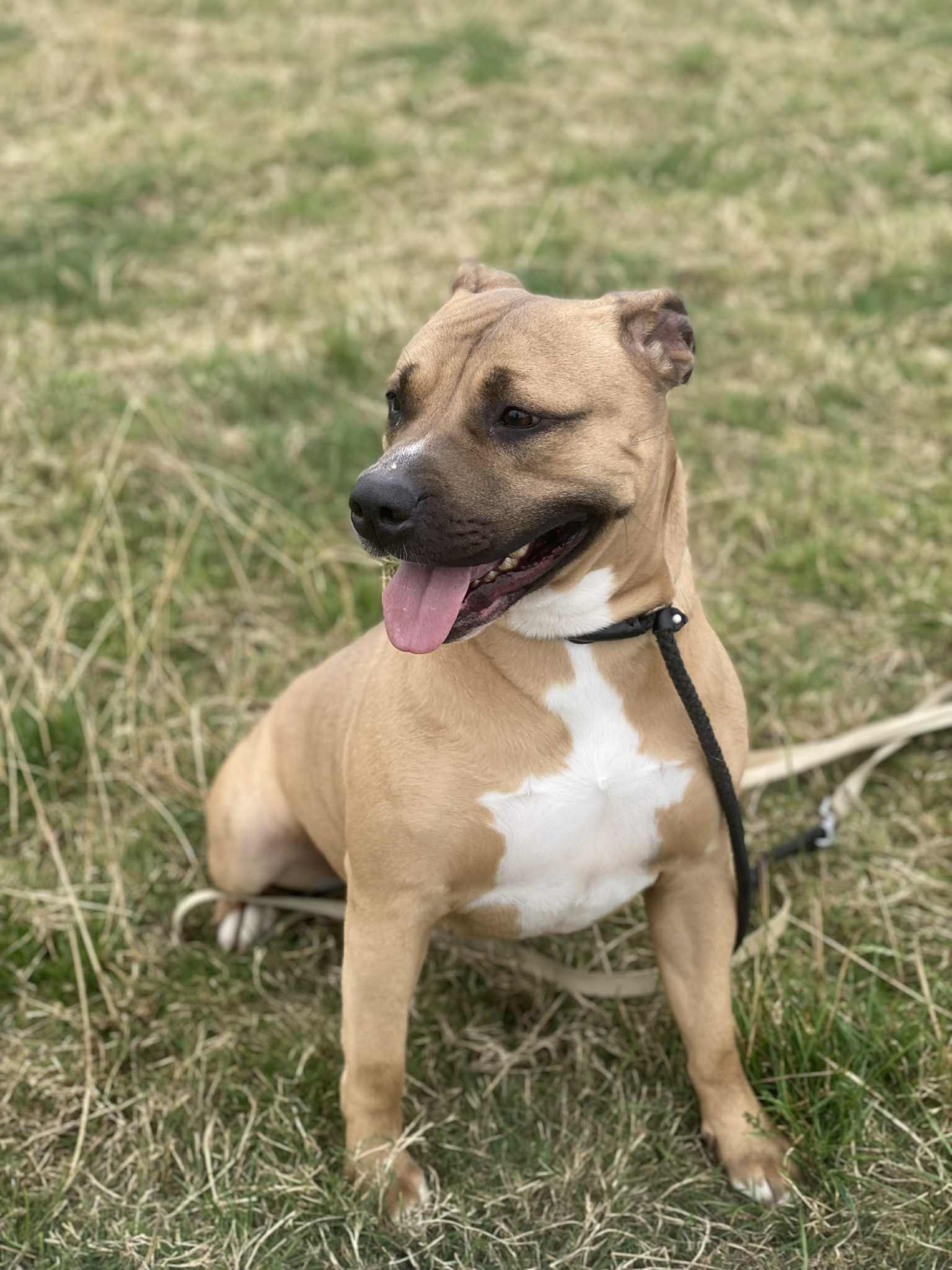 HELP SECURE THE FUTURE OF STRAY DOGS campaign photo, 6 of 8