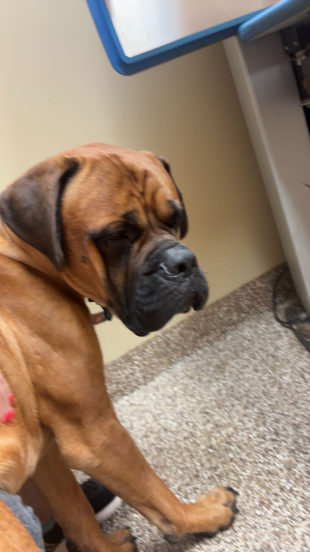 Help raise money for my dog ford to have surgery! campaign photo, 2 of 5