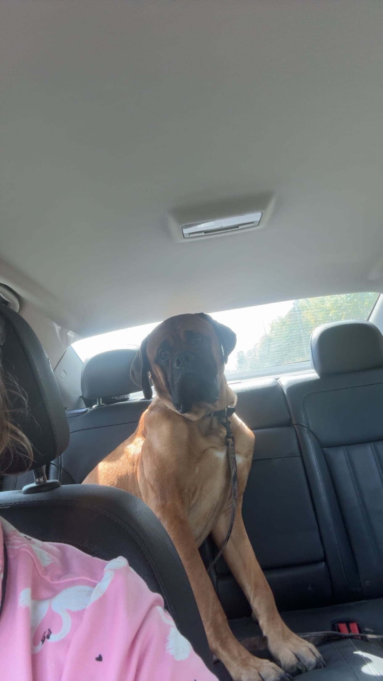 Help raise money for my dog ford to have surgery! campaign photo, 4 of 5