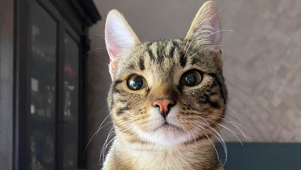 Aiutami a sostenere l'operazione al cuore per il mio gatto photo