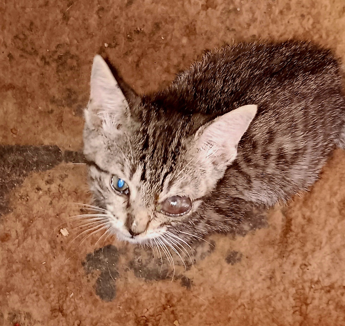 Support Rue's Urgent Surgery for a Brighter Future campaign photo, 2 of 7