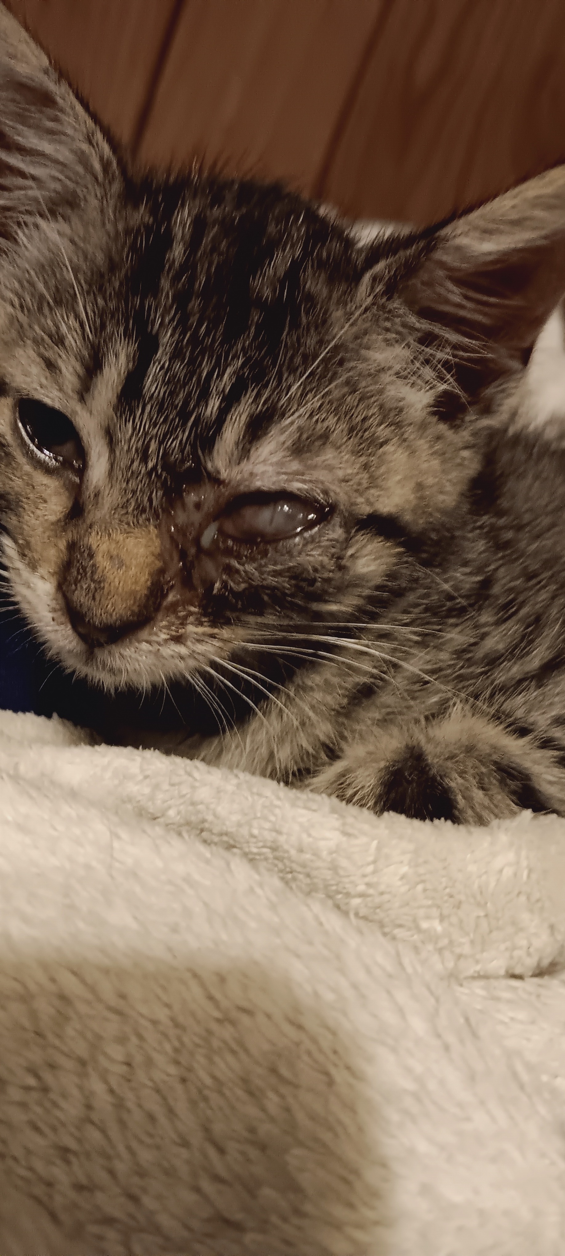 Support Rue's Urgent Surgery for a Brighter Future campaign photo, 5 of 7