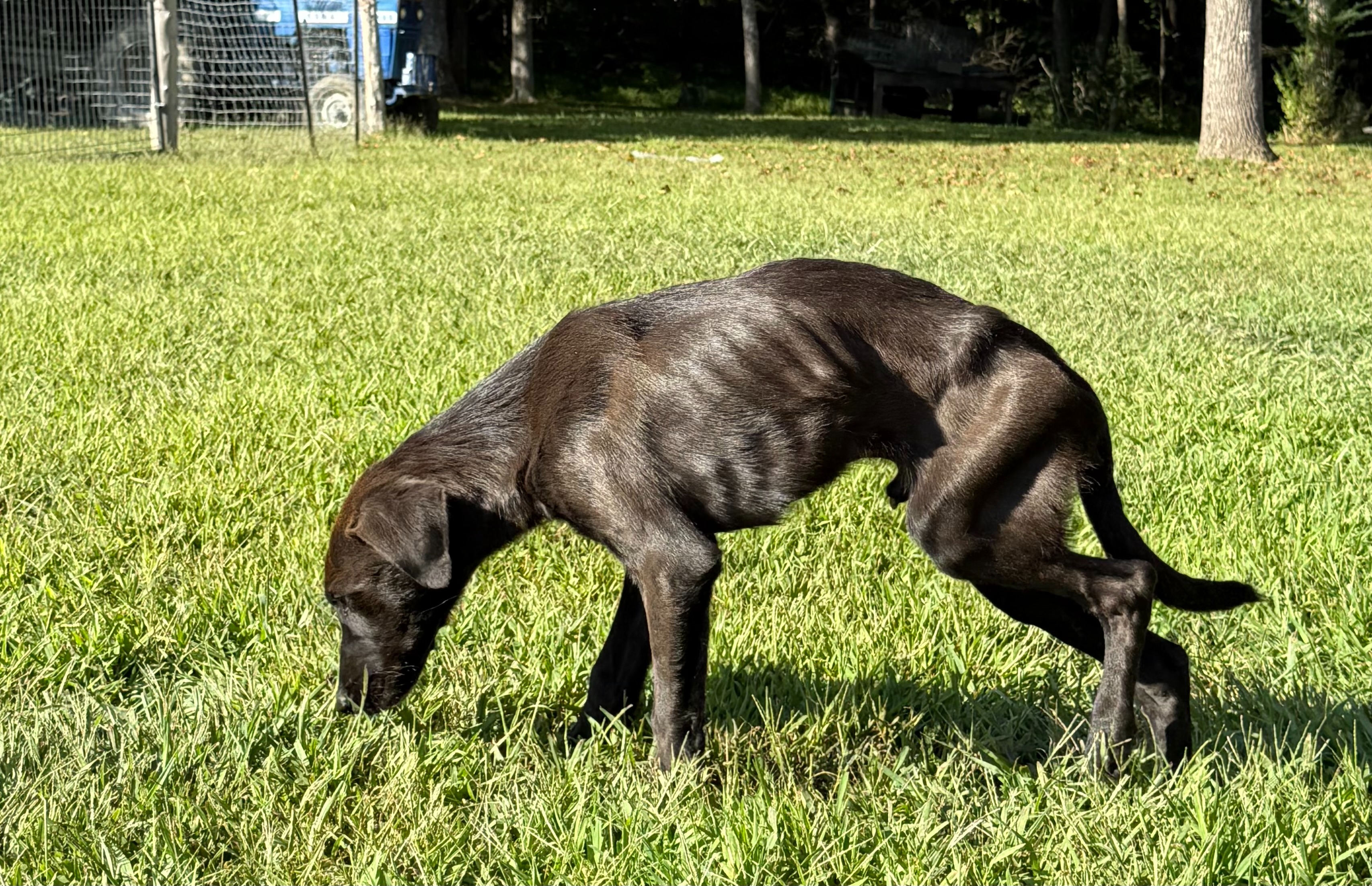 Sweet Samson Needs Surgery to Survive- please help him heal campaign photo, 2 of 7