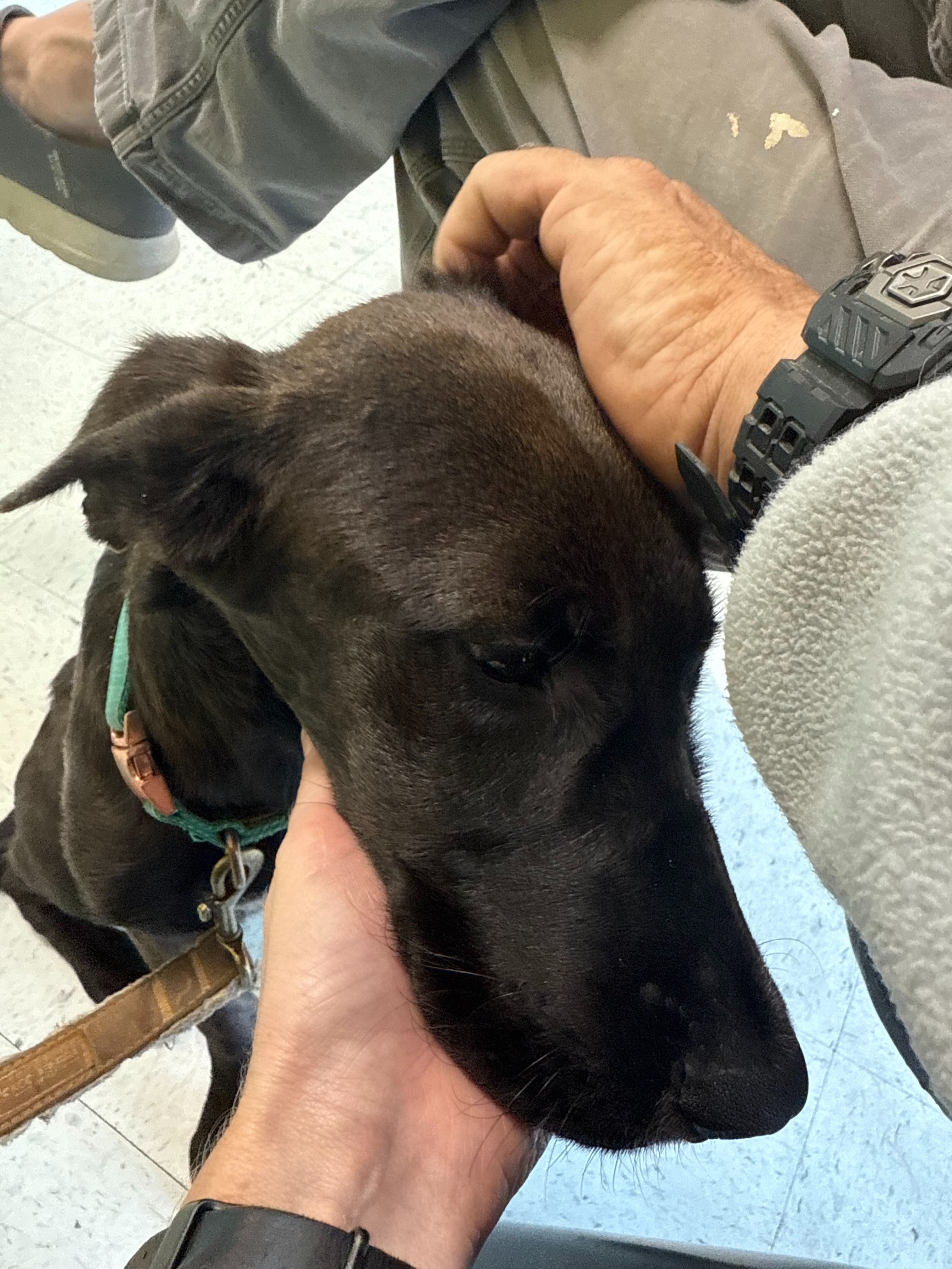 Sweet Samson Needs Surgery to Survive- please help him heal campaign photo, 4 of 7