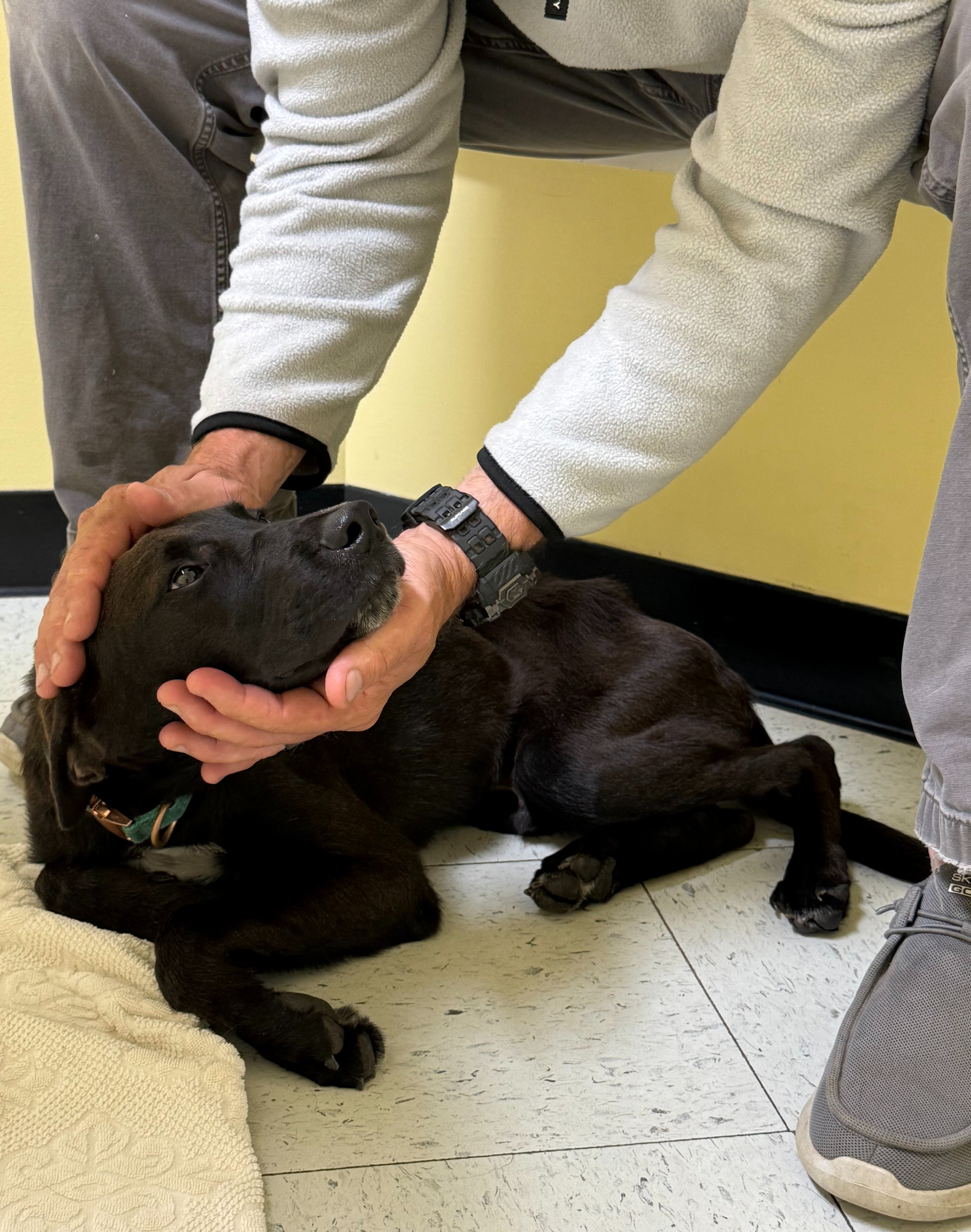 Sweet Samson Needs Surgery to Survive- please help him heal campaign photo, 5 of 7