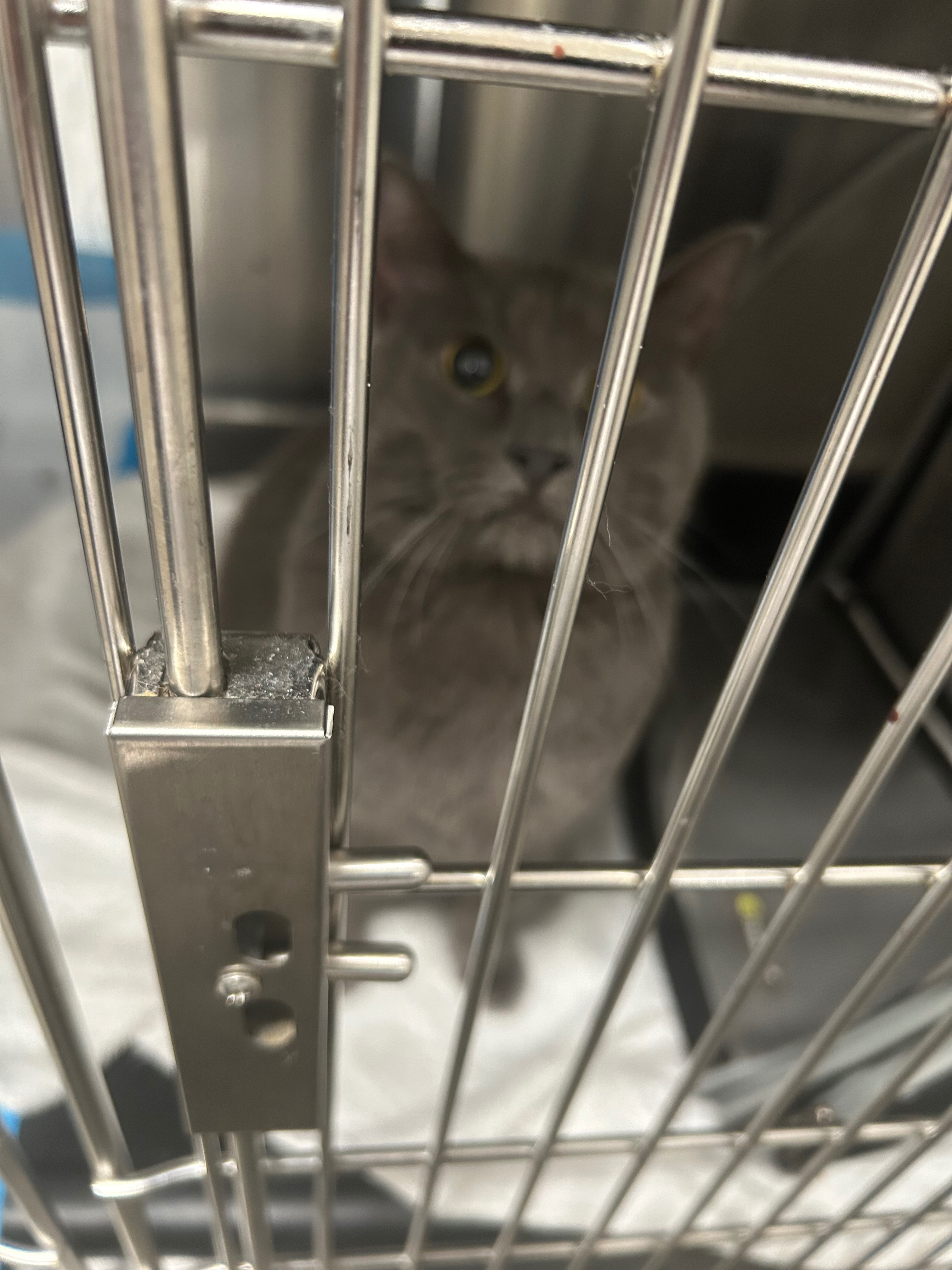 Donate to Soma's Medical Recovery campaign photo, 4 of 5