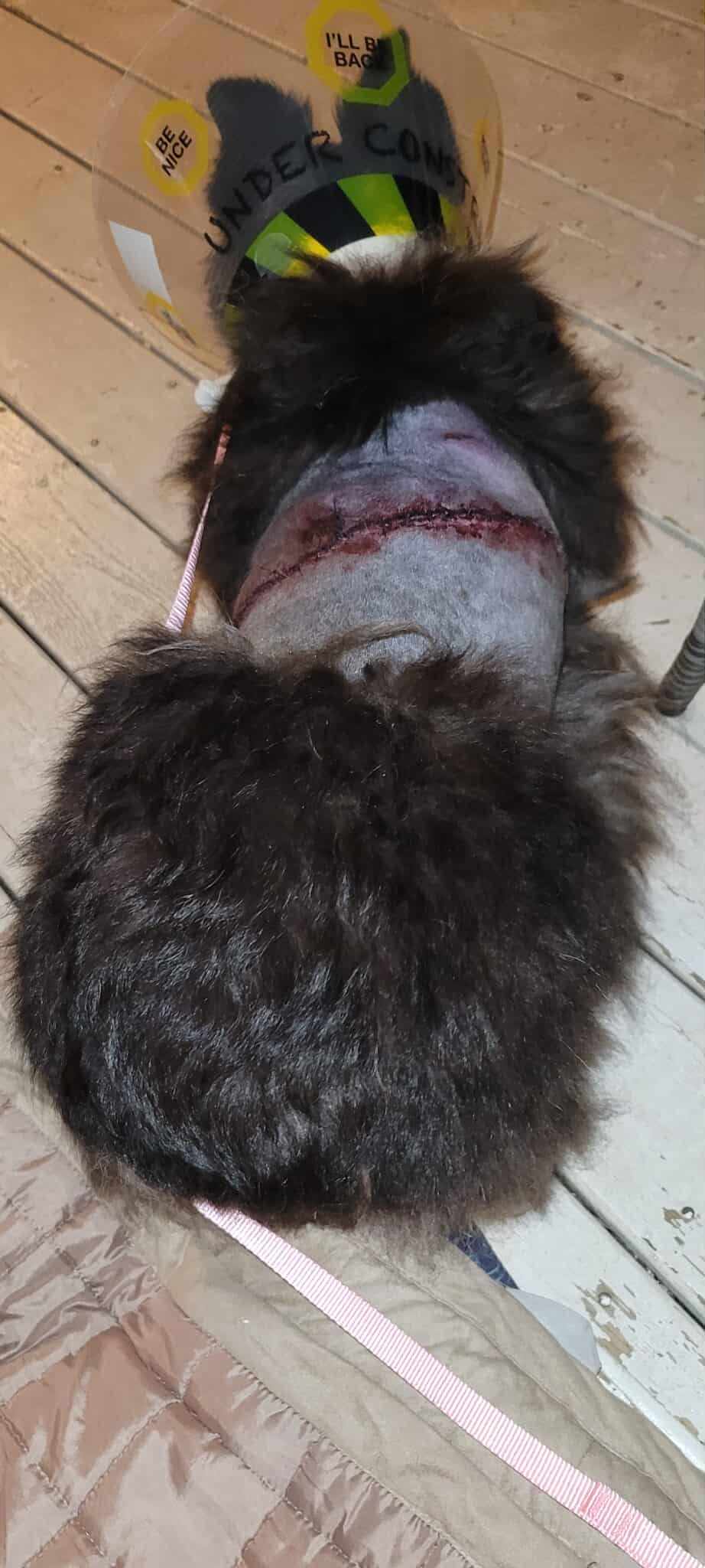 Emergency Vet bills for Dog Attack campaign photo, 7 of 7