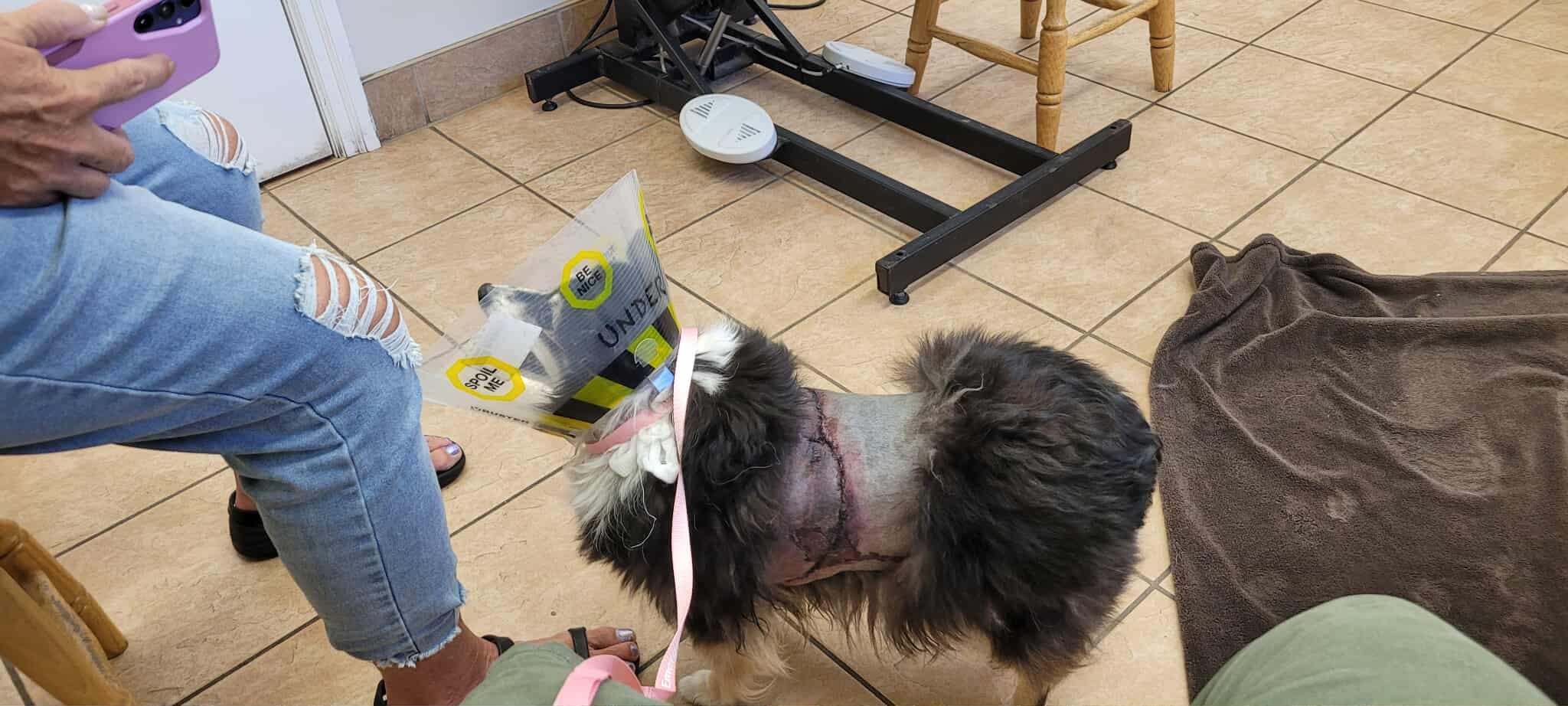 Emergency Vet bills for Dog Attack campaign photo, 2 of 7