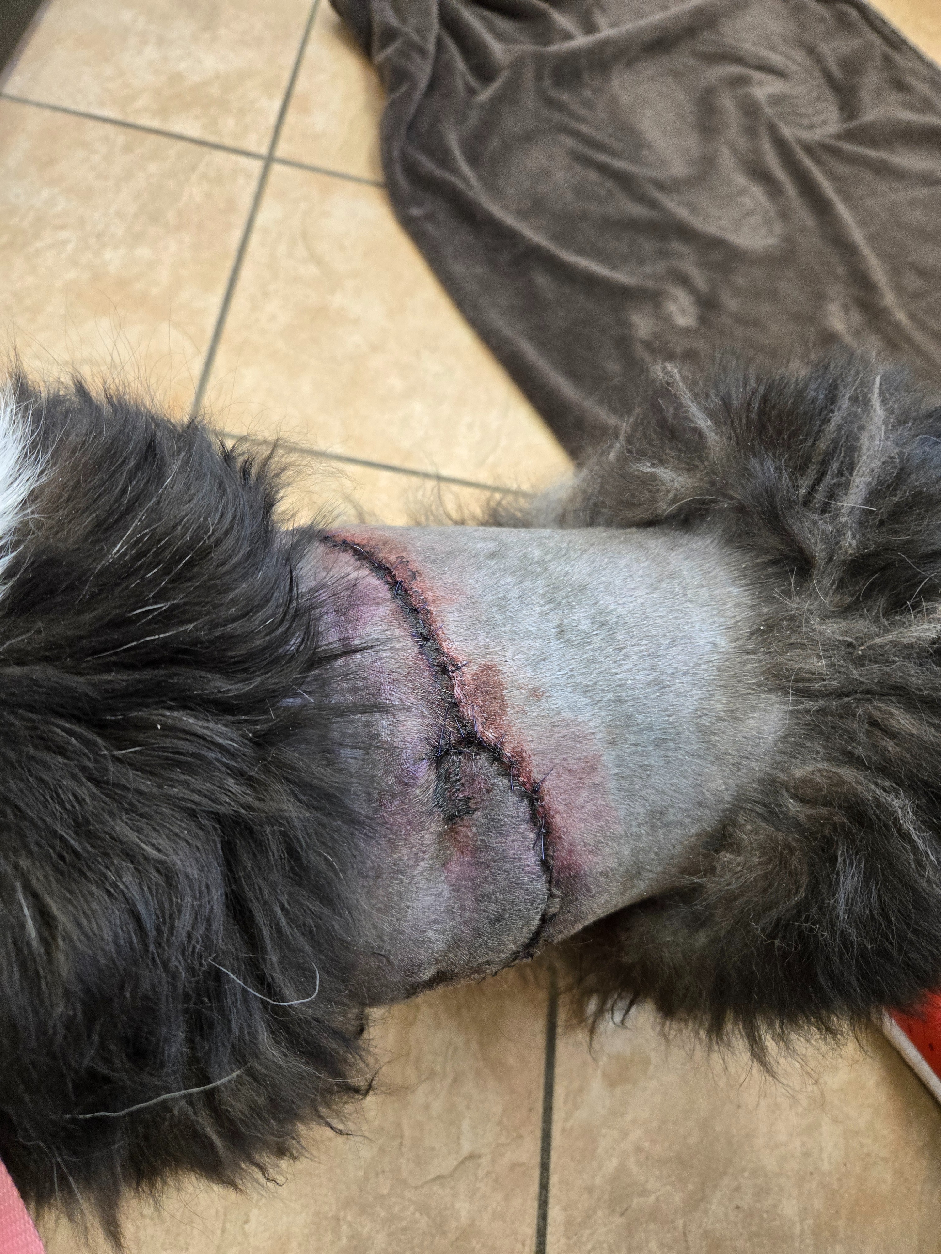 Emergency Vet bills for Dog Attack campaign photo, 5 of 7