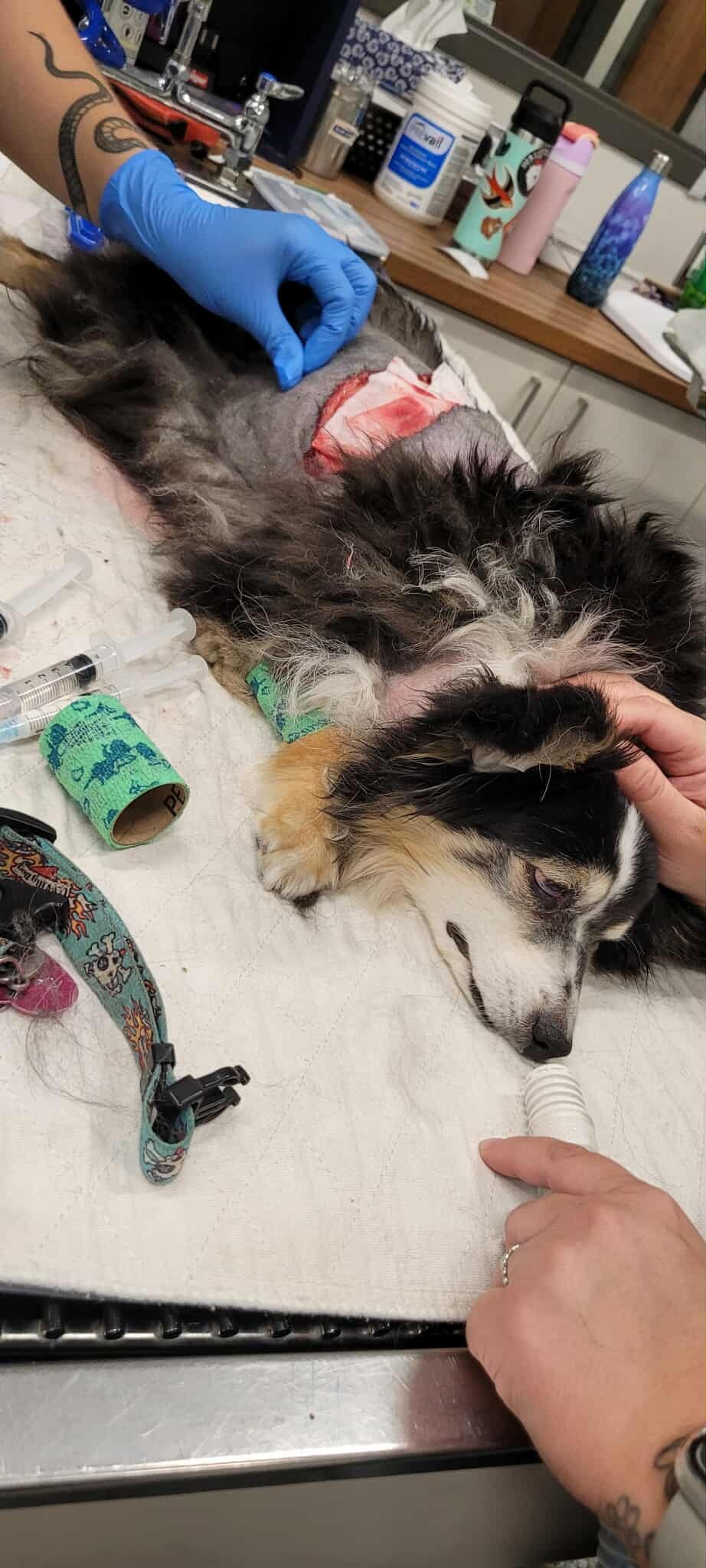 Emergency Vet bills for Dog Attack campaign photo, 6 of 7