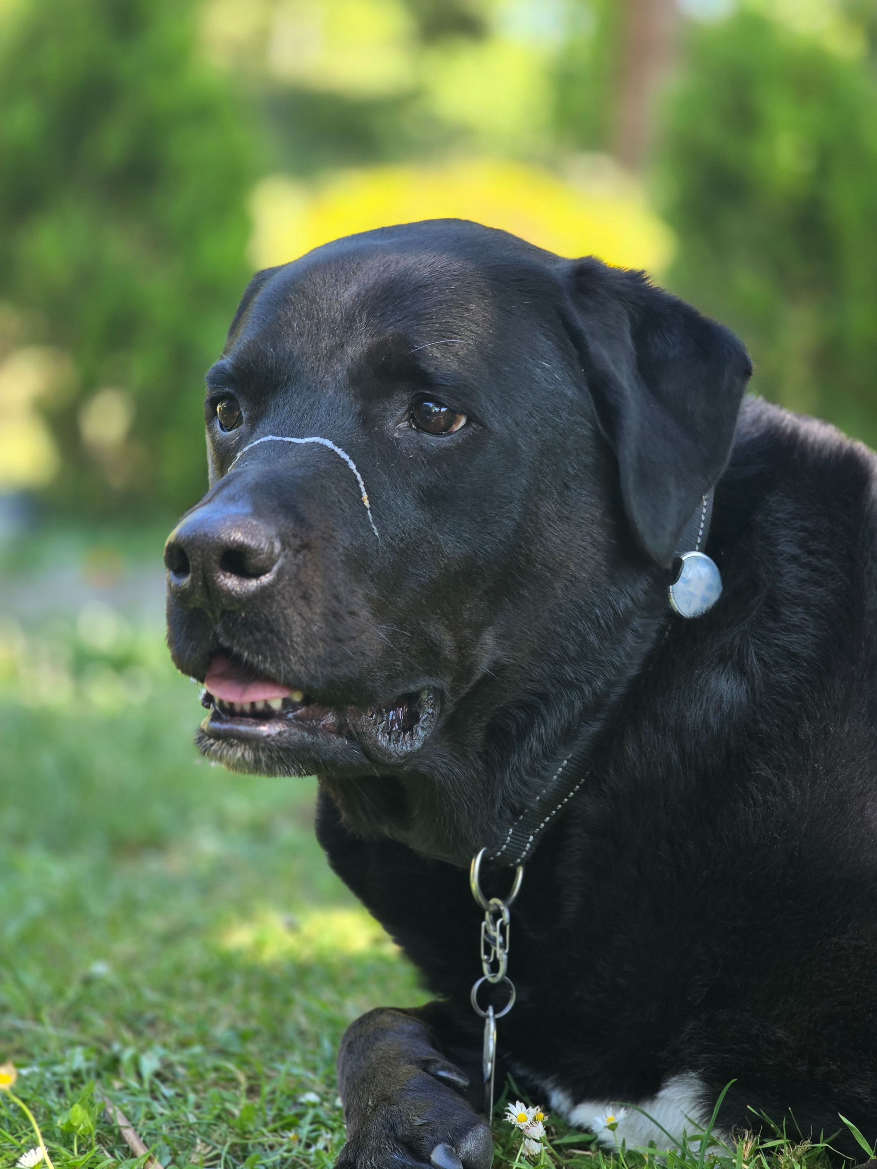 Dog in need of emergency kidney stone removal surgery campaign photo, 2 of 5