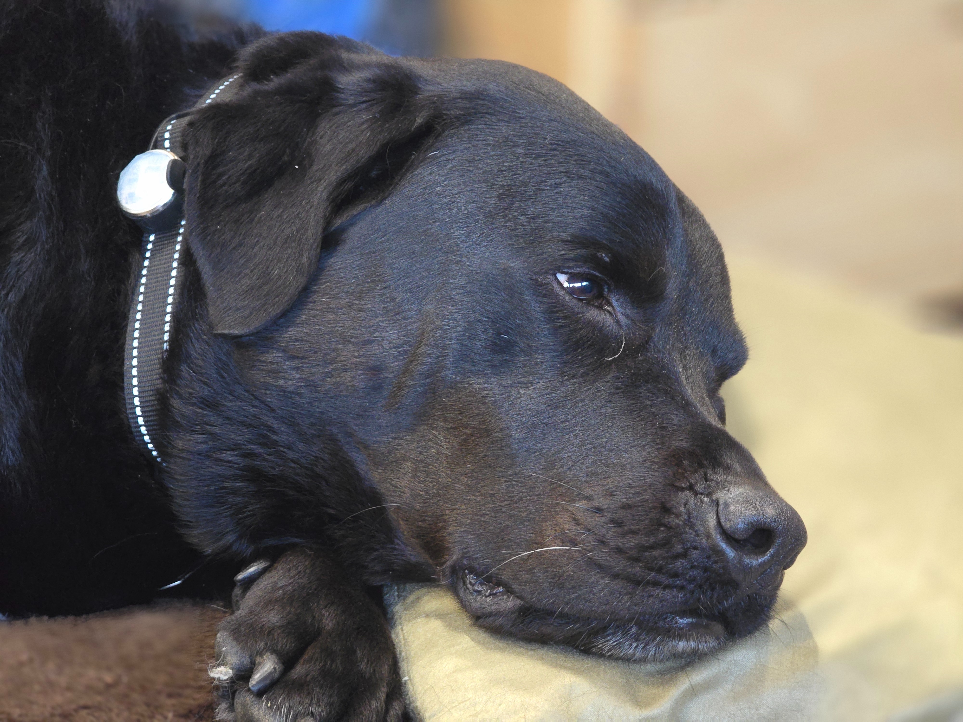 Dog in need of emergency kidney stone removal surgery campaign photo, 4 of 5