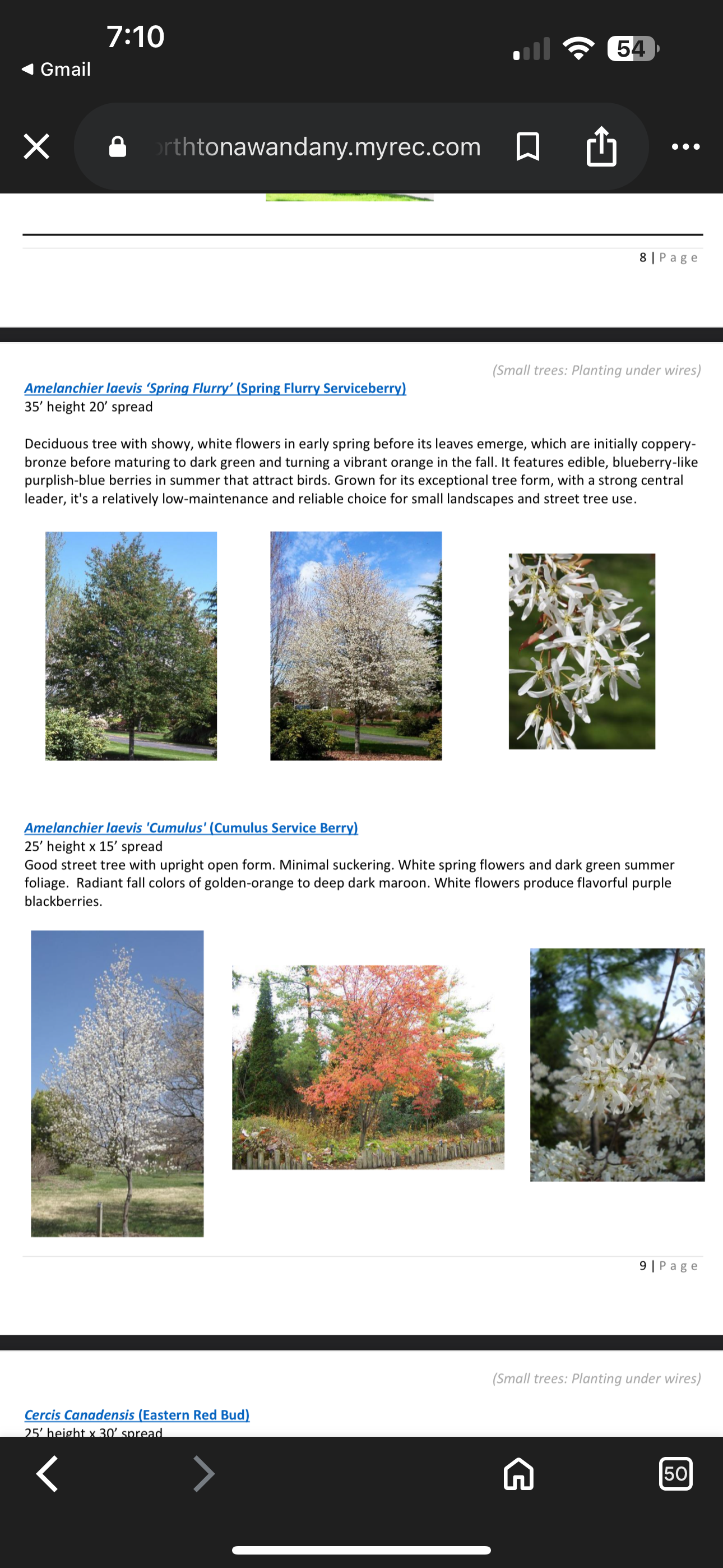 Honor Our Mom with a Beautiful Memorial Tree campaign photo, 2 of 5