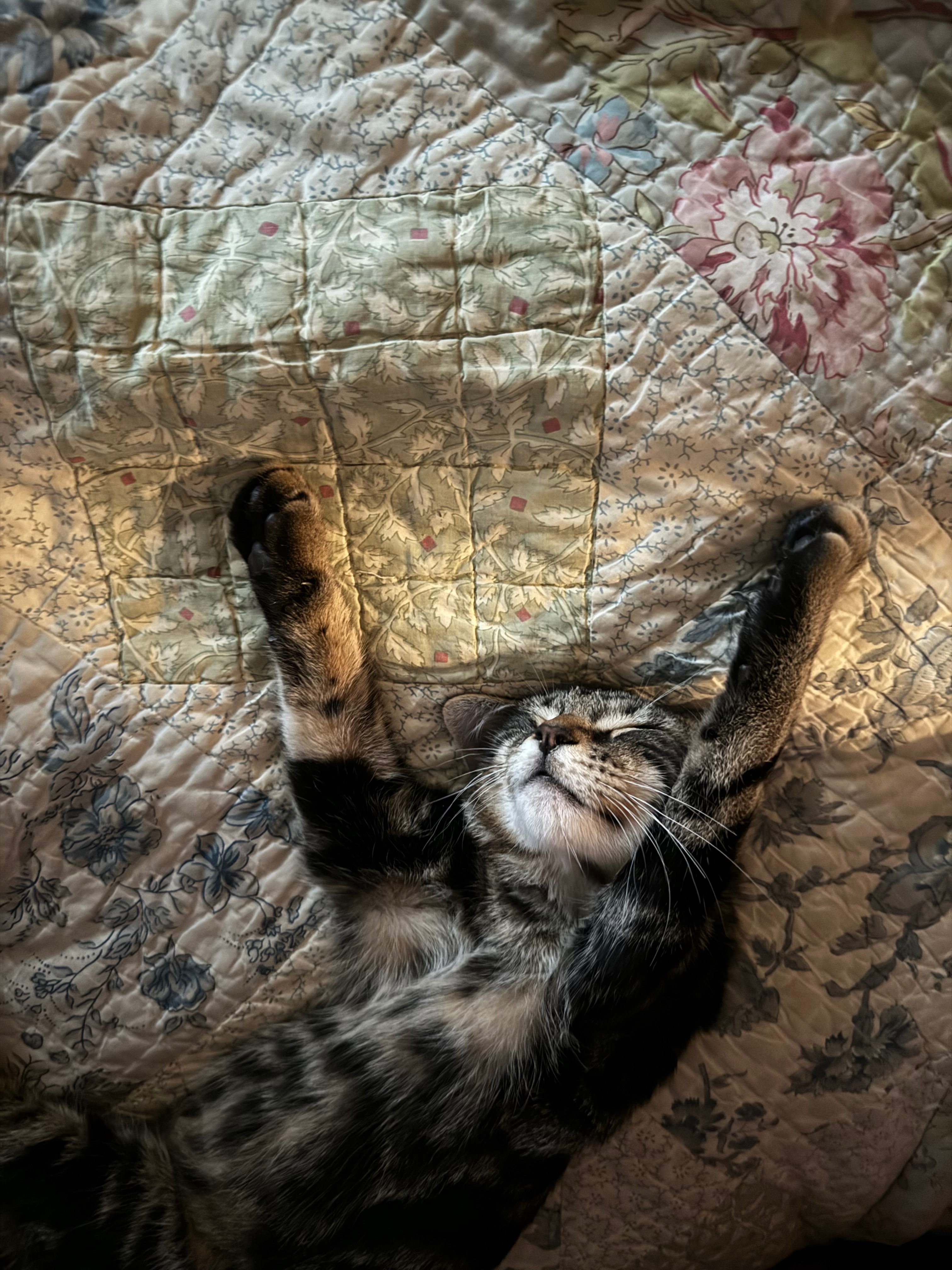 Support Leo's Fight Against FIP campaign photo, 4 of 8