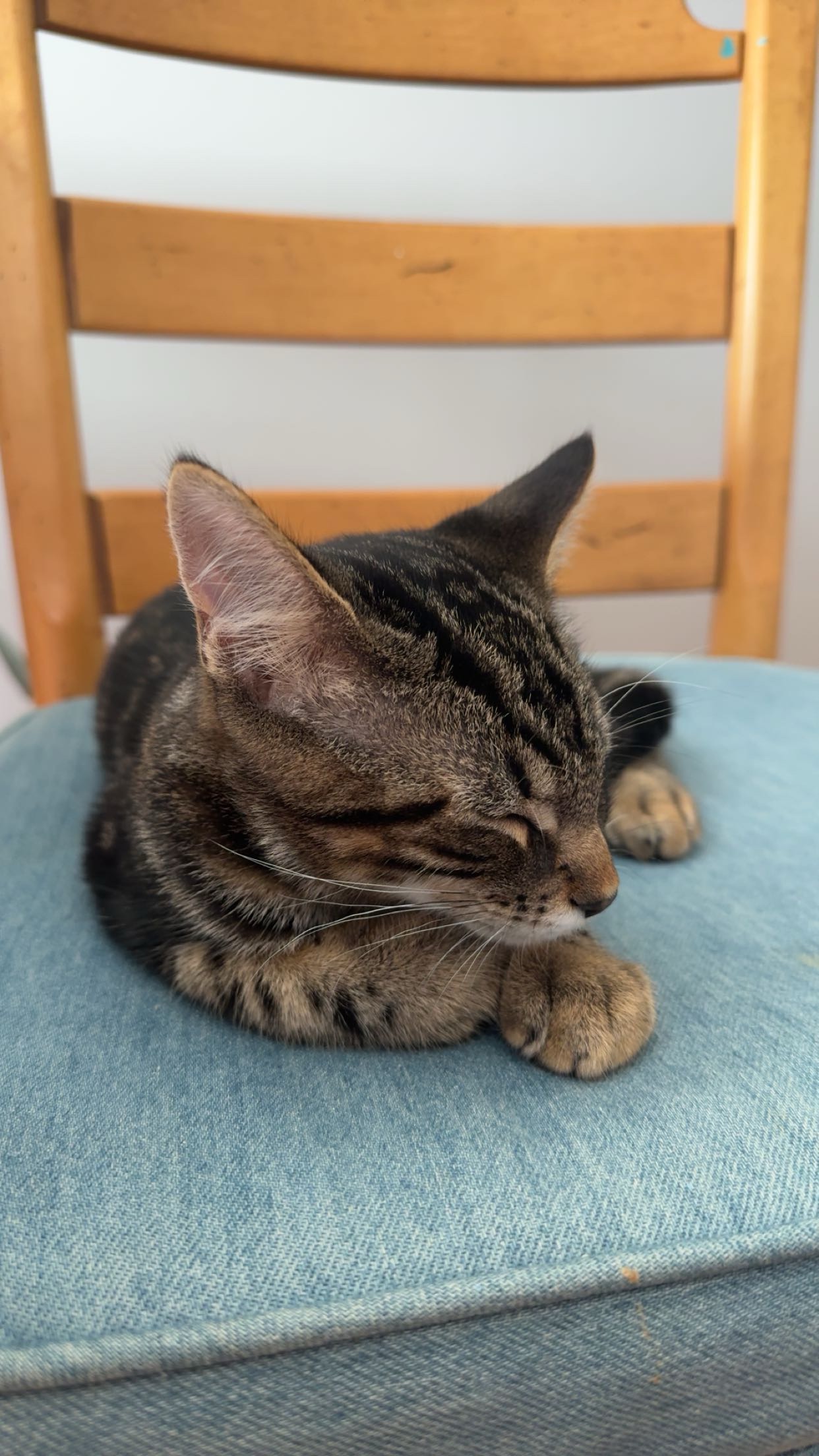 Support Leo's Fight Against FIP campaign photo, 5 of 8