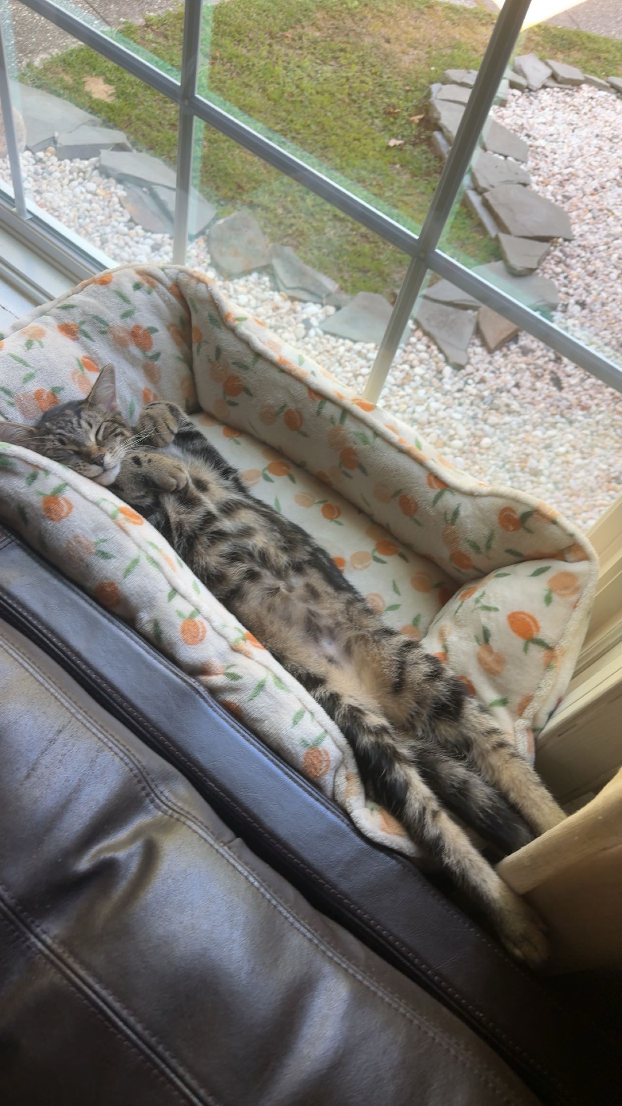 Support Leo's Fight Against FIP campaign photo, 6 of 8