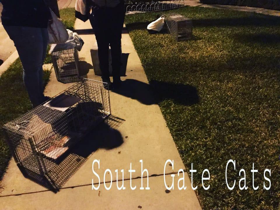 Help Viviana Build Catios for Feral,Stray Cats campaign photo, 7 of 8