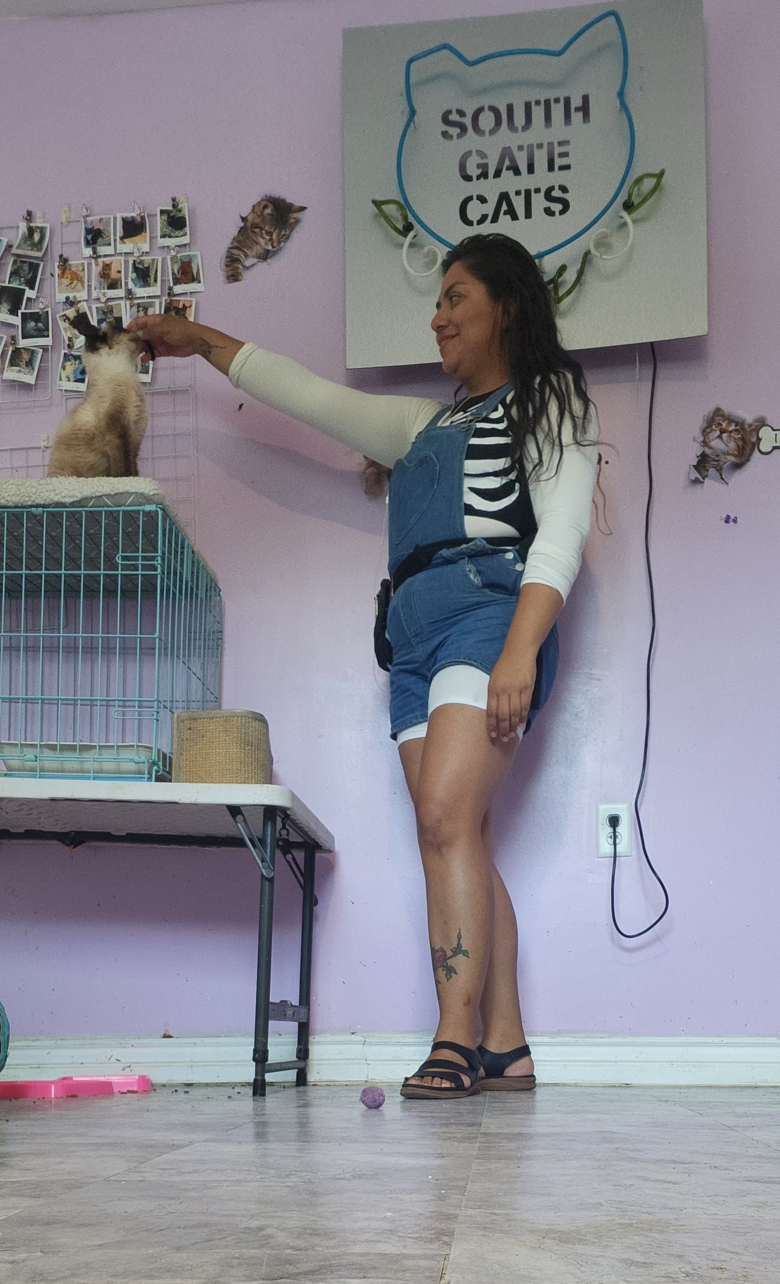 Help Viviana Build Catios for Feral,Stray Cats campaign photo, 4 of 8