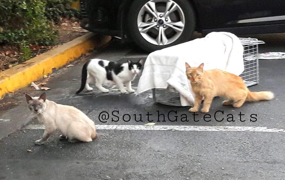 Help Viviana Build Catios for Feral,Stray Cats campaign photo, 6 of 8