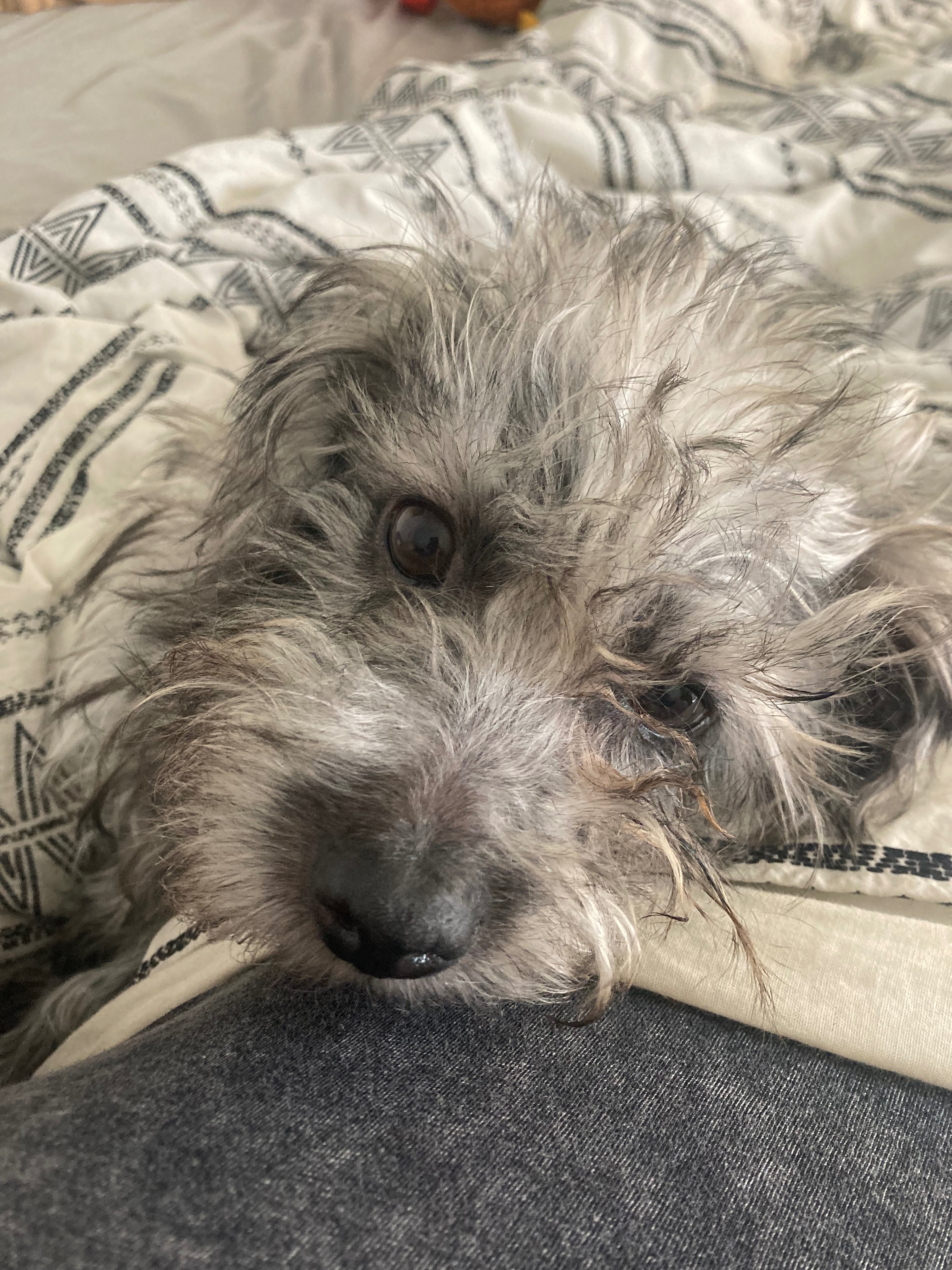 Support Luca’s Emergency Eye Removal Surgery campaign photo, 5 of 8