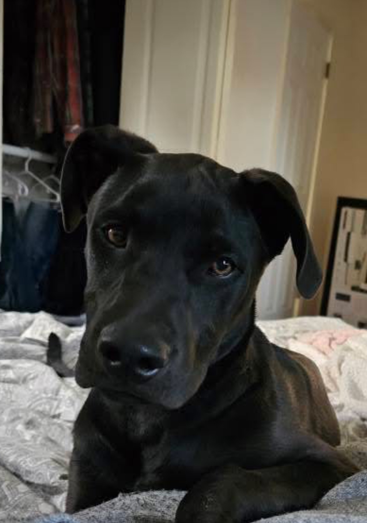 Help Shadow Keep His Life campaign photo, 4 of 8