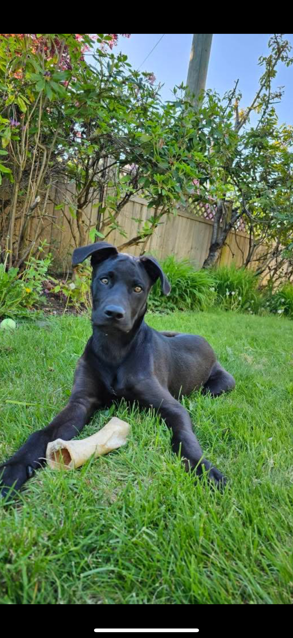 Help Shadow Keep His Life campaign photo, 5 of 8