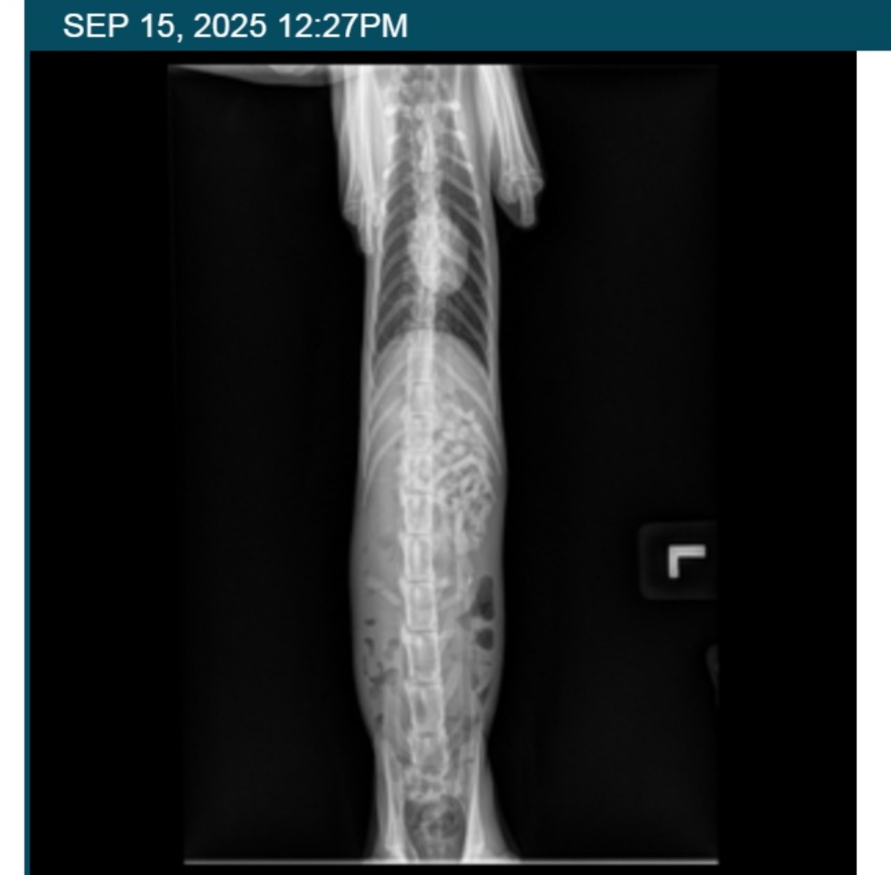 Zimi’s Stomach Surgery and Recovery campaign photo, 4 of 6